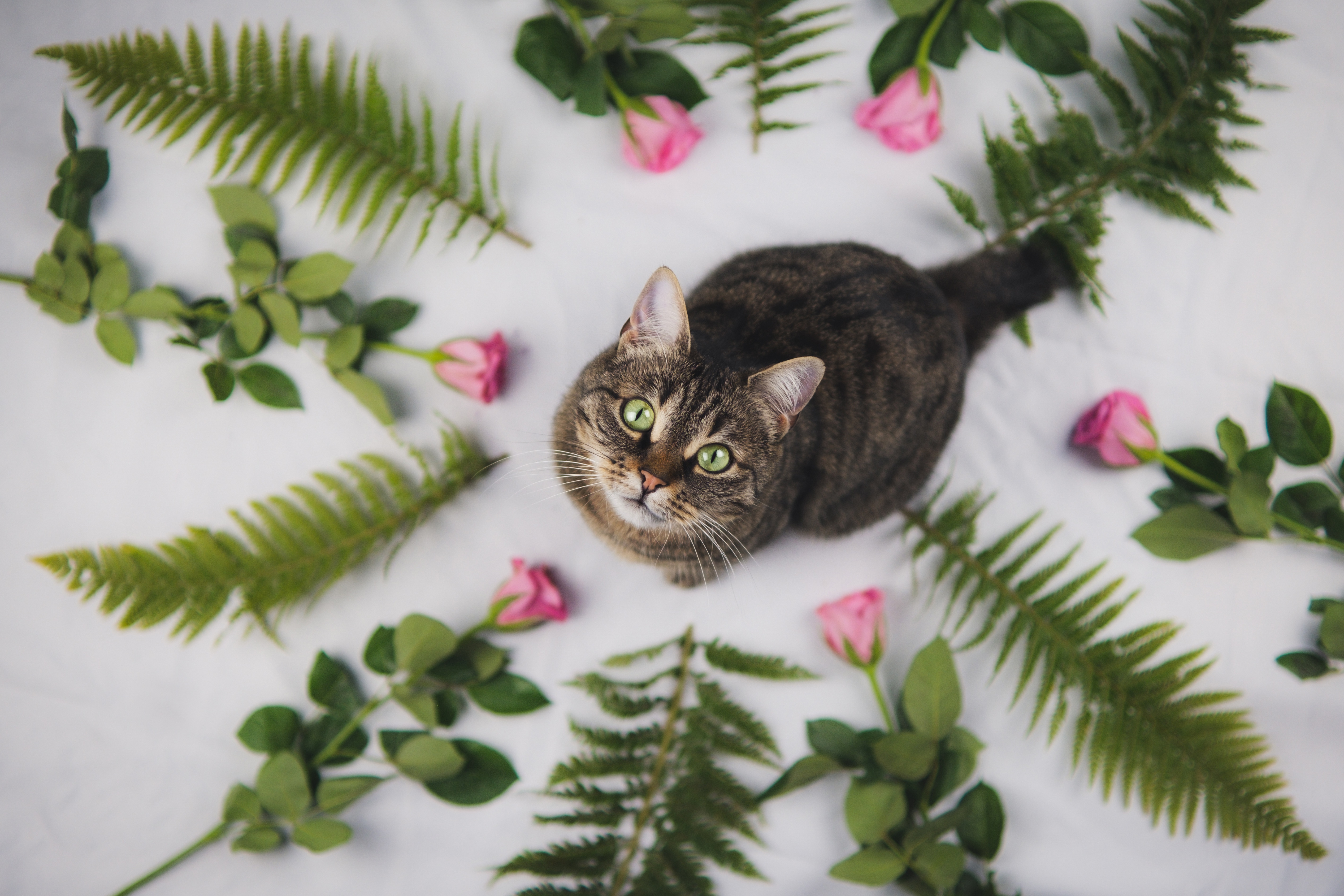 Tabby cat with green eyes surrounded by roses and ferns HD Wallpaper
