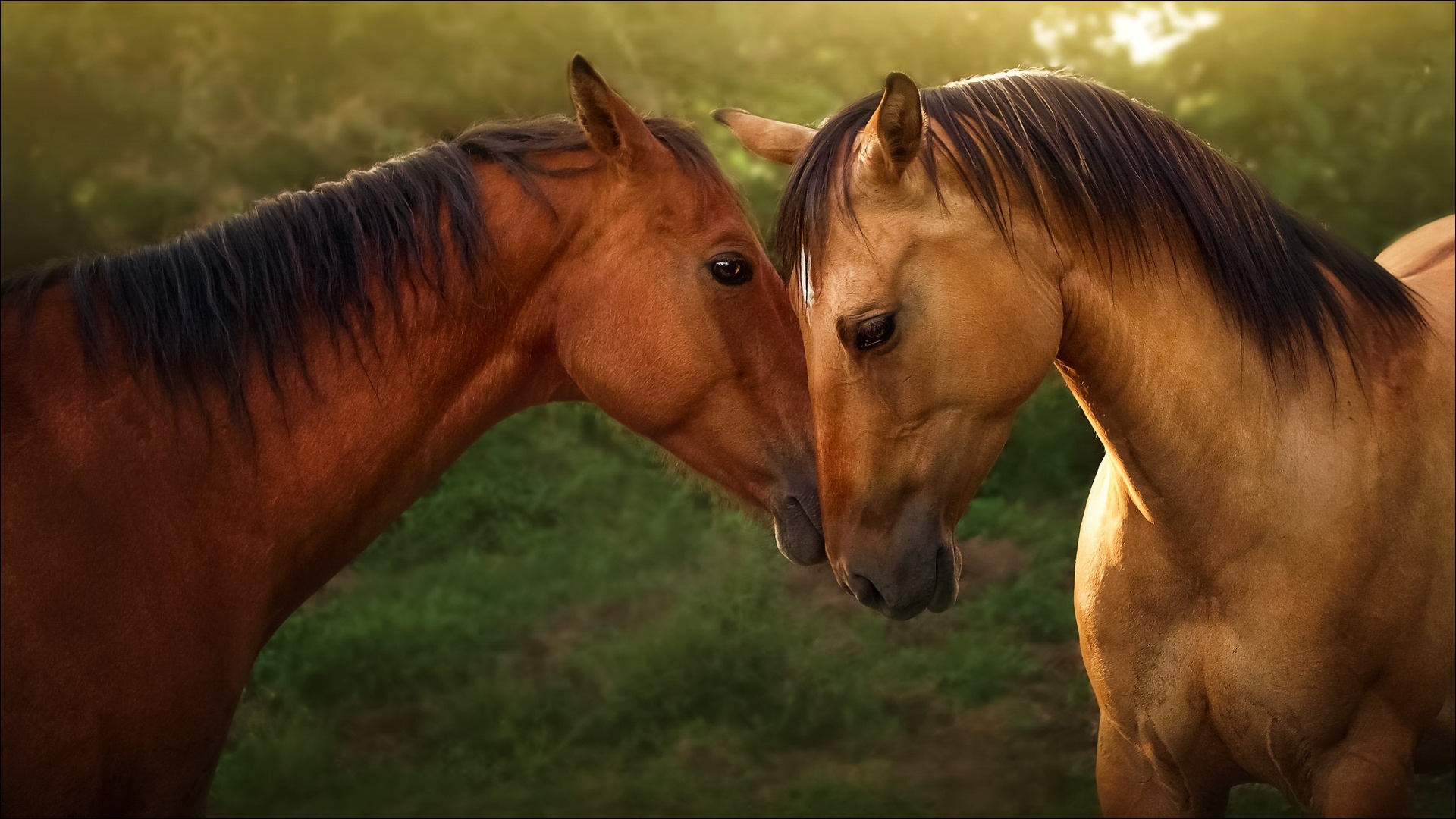 Two horses nuzzling in a field HD Wallpaper