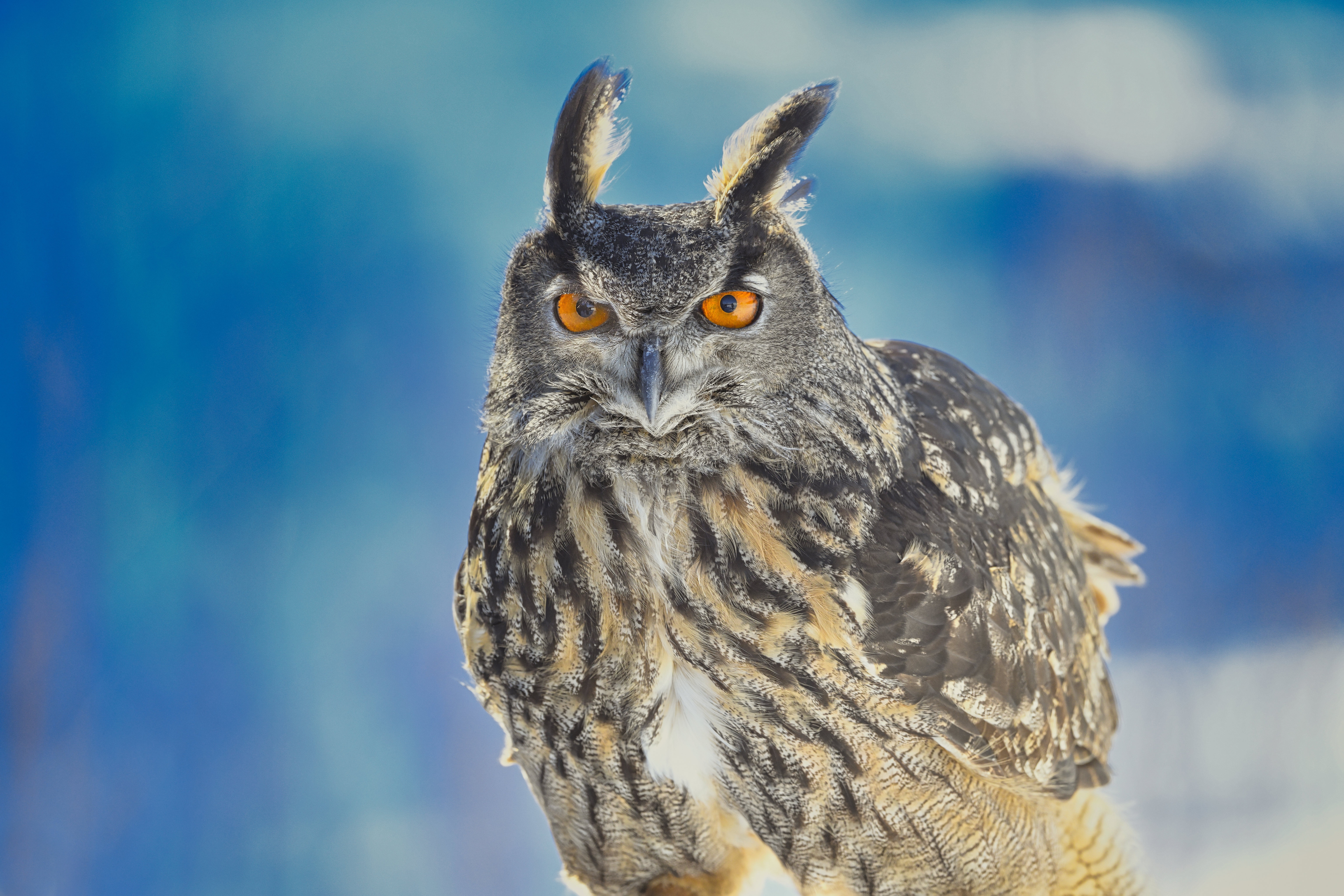 Eurasian Eagle Owl with bright orange eyes HD Wallpaper