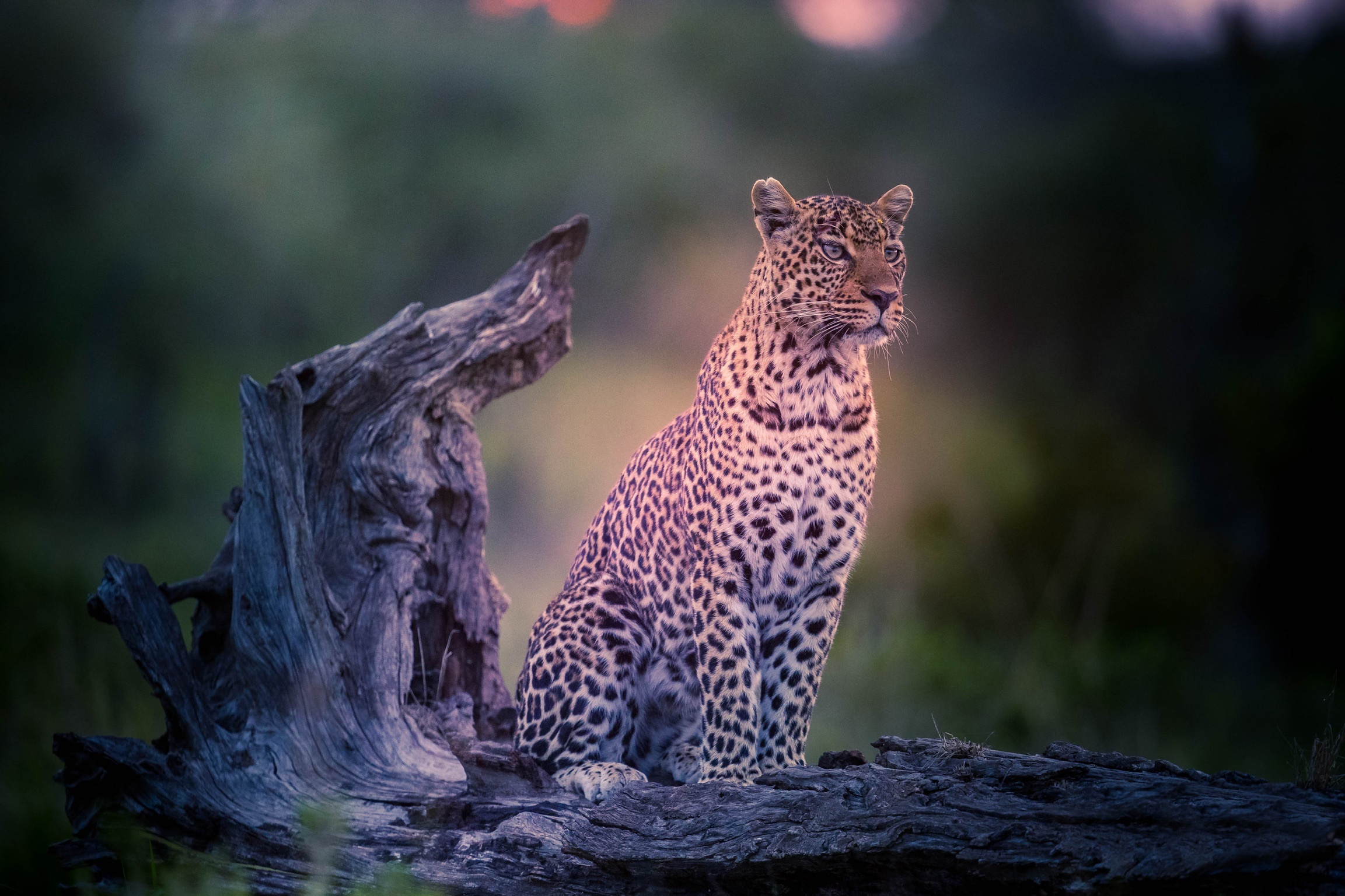 Leopard sitting on a log HD Wallpaper