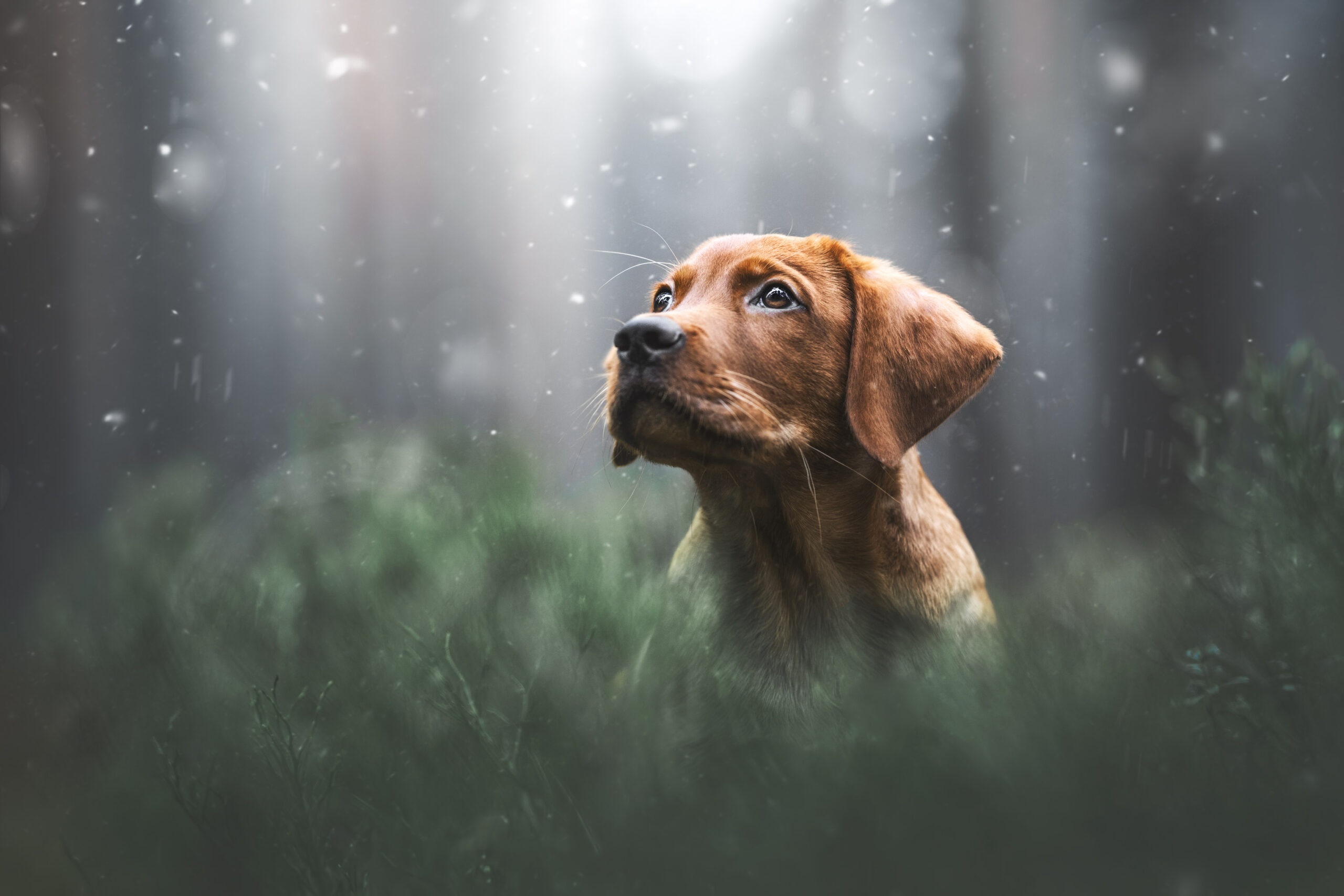 Brown puppy looking up in a snowy forest HD Wallpaper