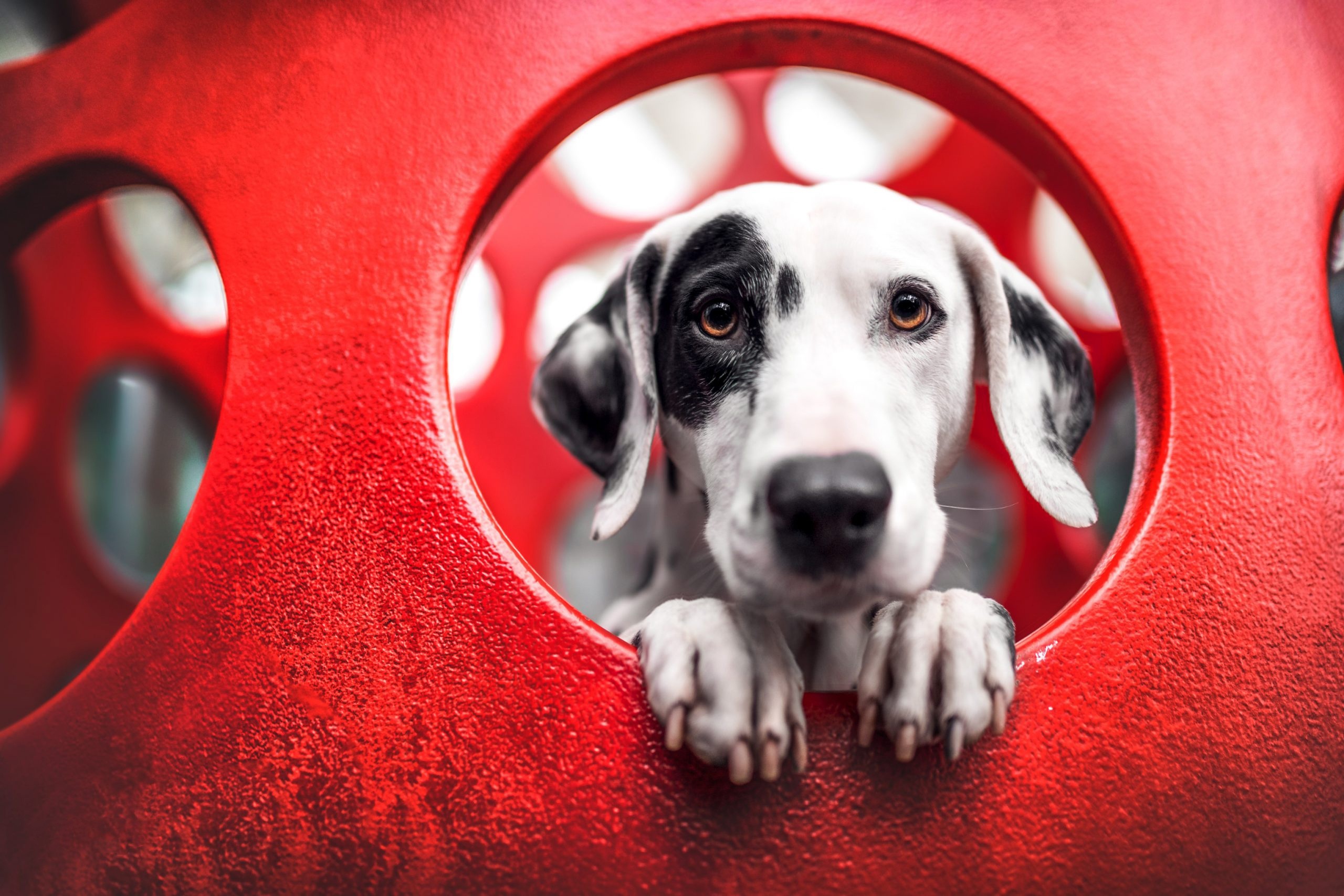 Dalmatian dog peeking through red toy HD Wallpaper