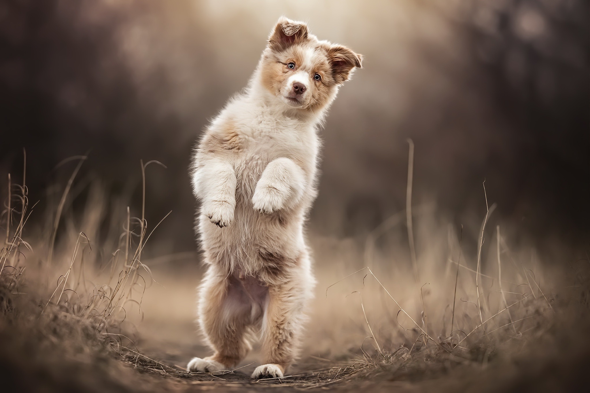 Puppy standing on hind legs in a field HD Wallpaper