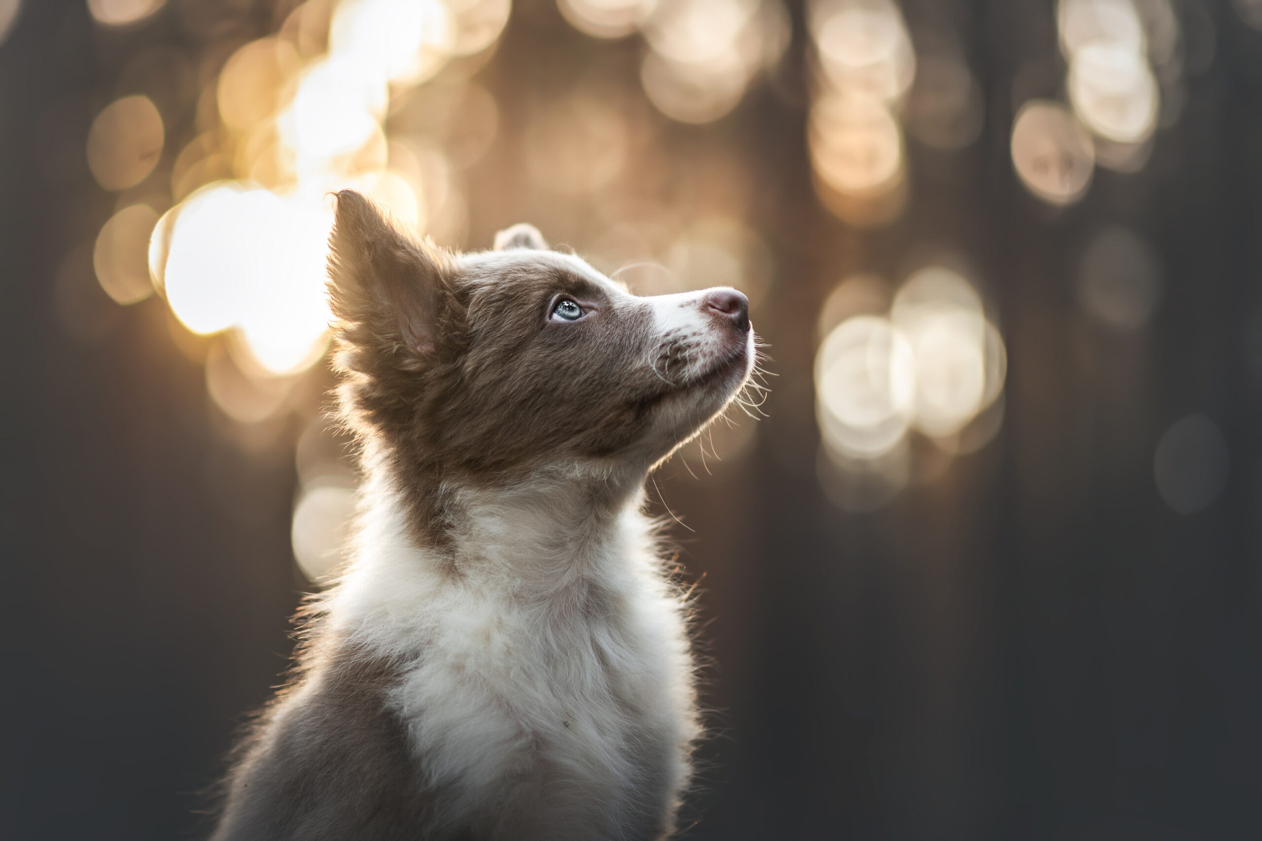 Puppy with blue eyes looking up HD Wallpaper