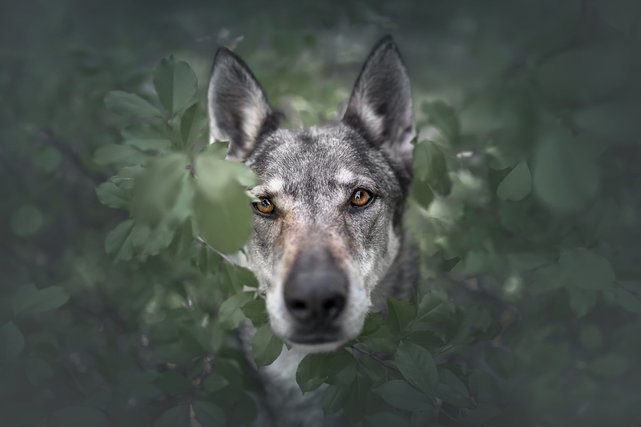 Wolfdog peeking through green leaves HD Wallpaper