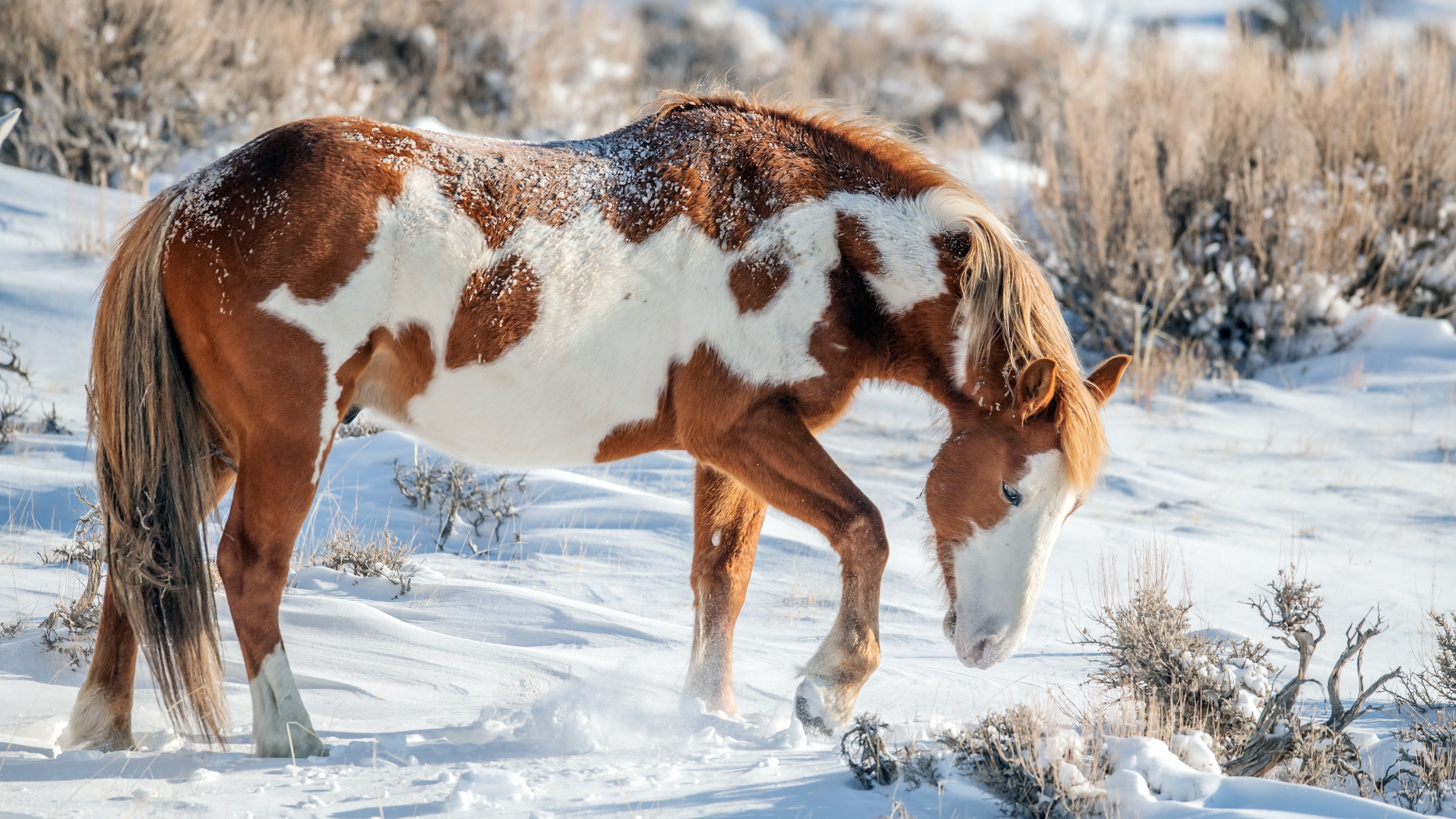 Horse in Snowy Landscape HD Wallpaper