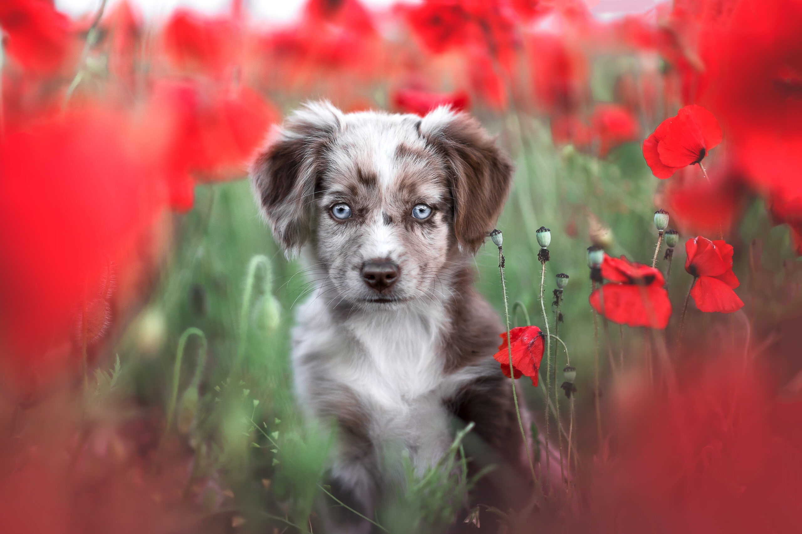 Australian Shepherd puppy in a field of poppies HD Wallpaper