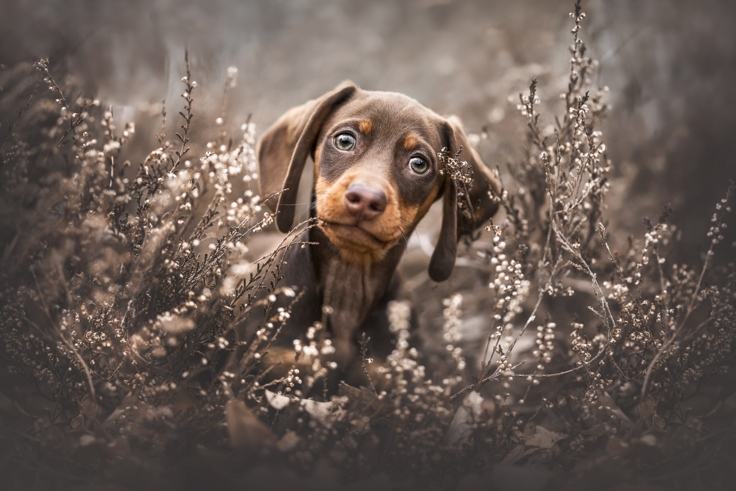 Brown Dachshund puppy in dry plants HD Wallpaper