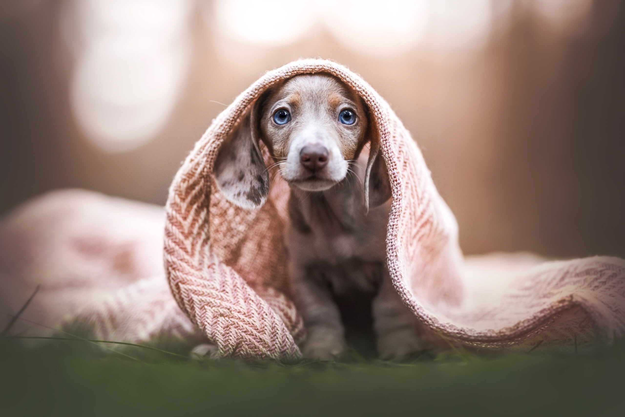 Dachshund puppy wrapped in a blanket HD Wallpaper