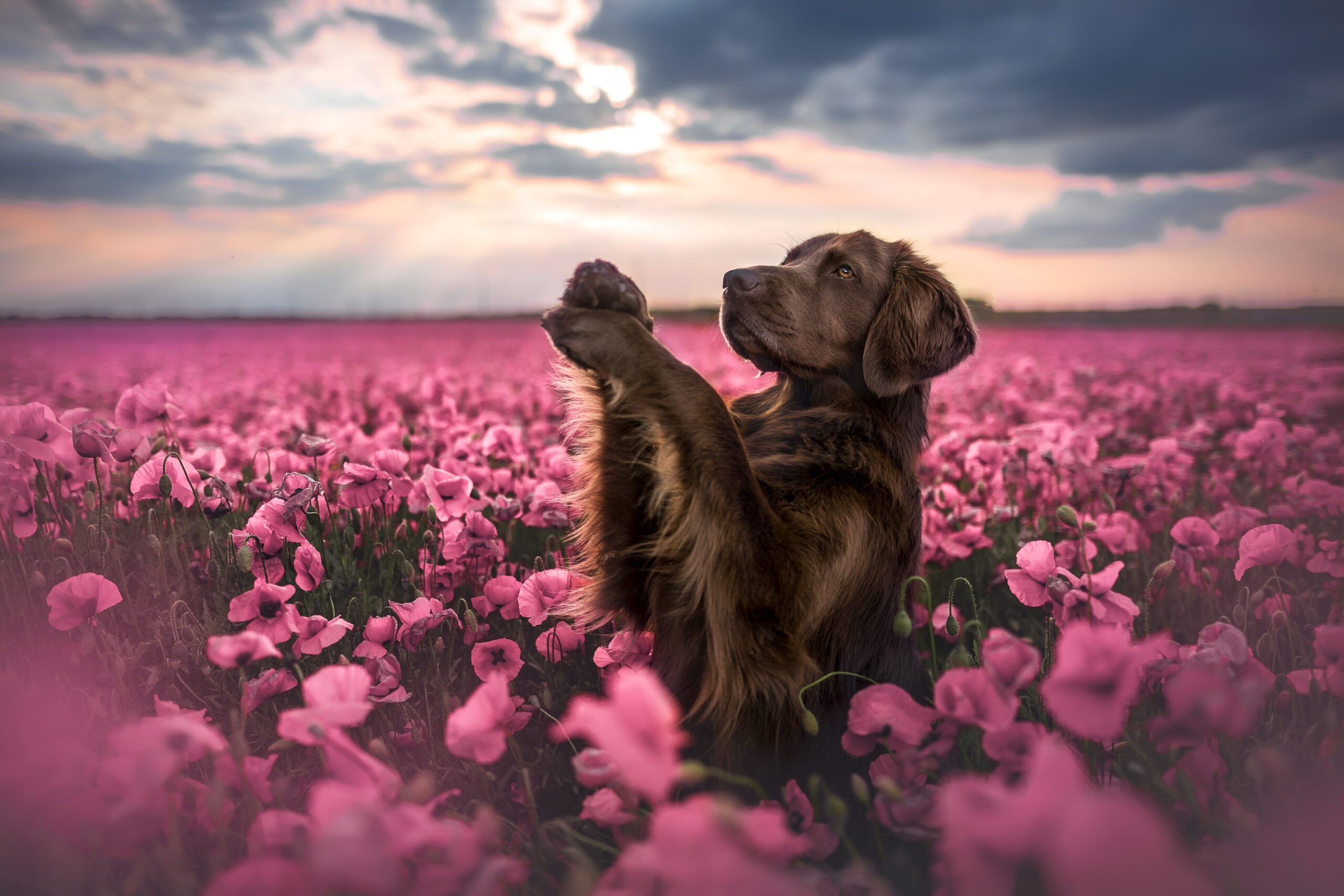 Brown dog in a field of pink poppies HD Wallpaper
