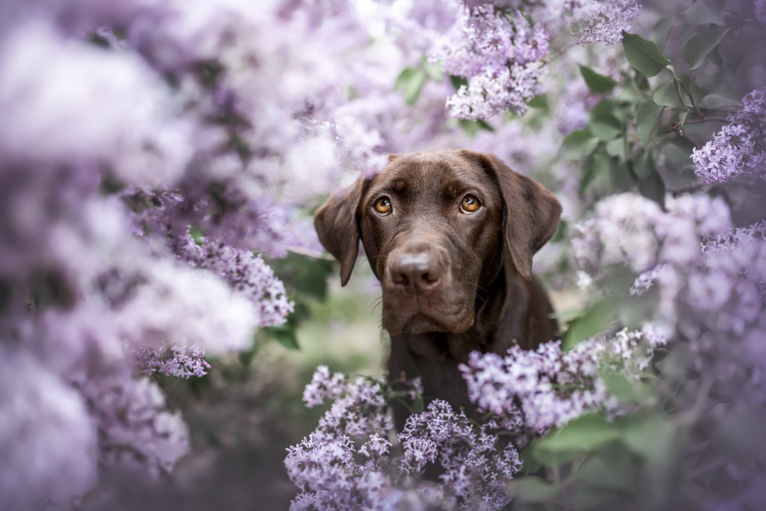 Chocolate Labrador dog in lilac flowers HD Wallpaper