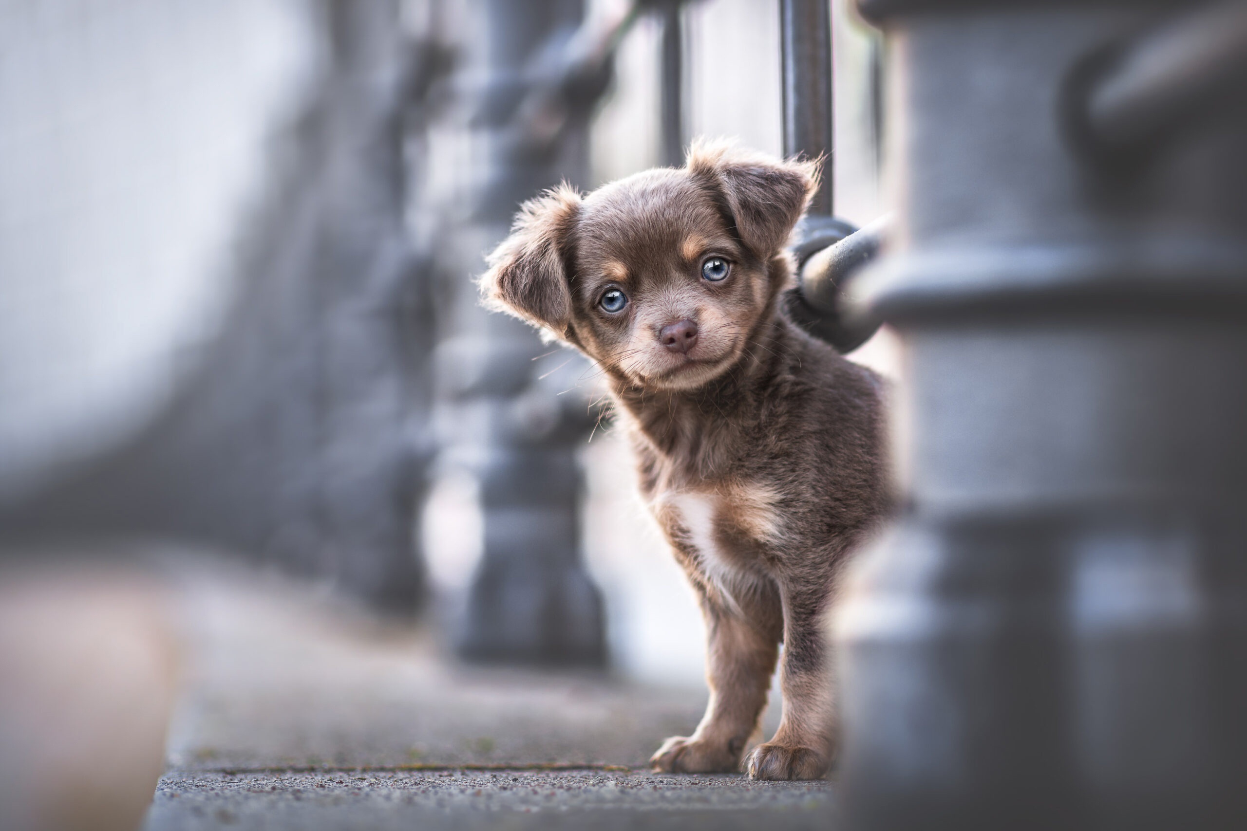 Brown puppy with blue eyes peeking from behind a railing HD Wallpaper