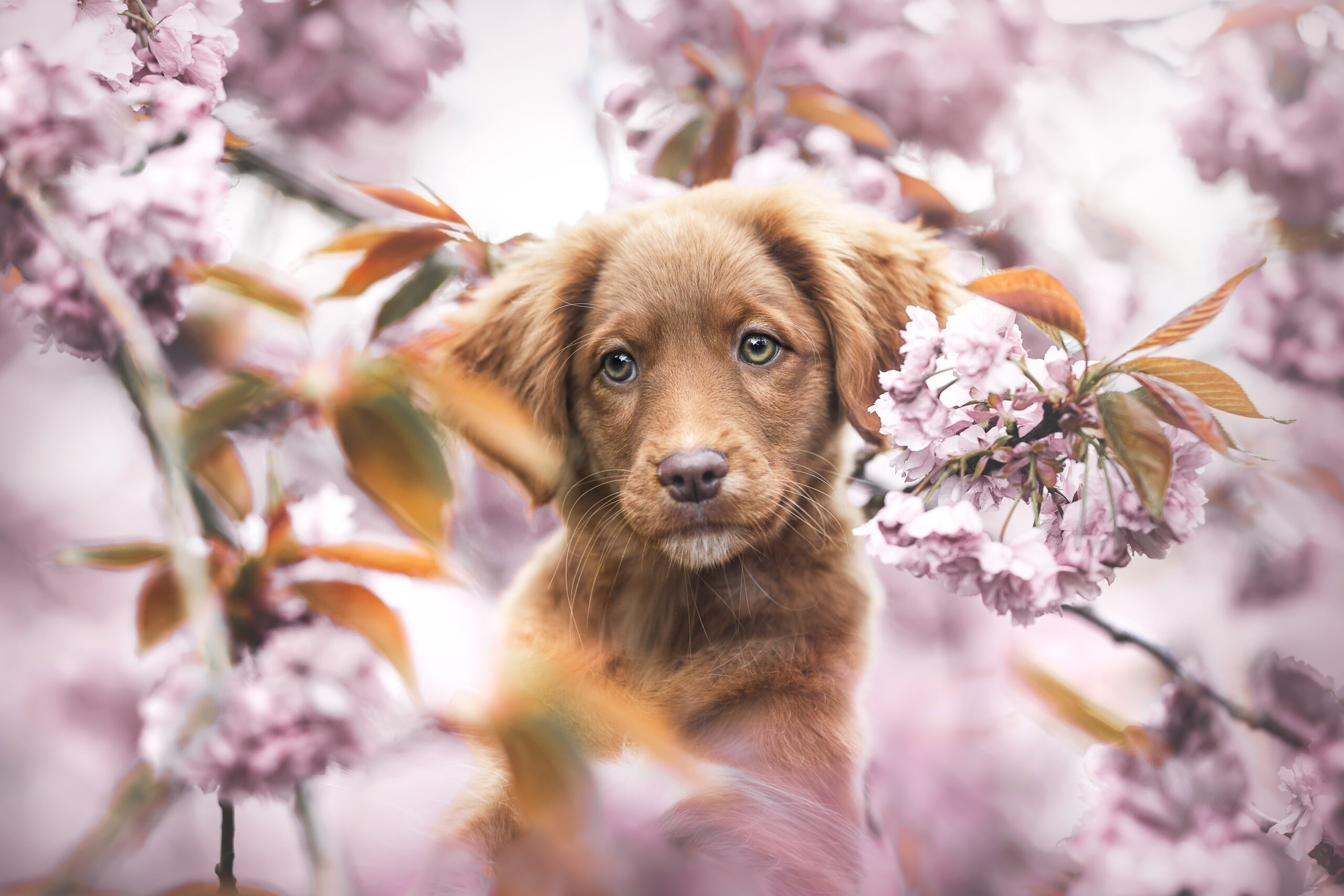 Brown puppy sitting among pink cherry blossoms HD Wallpaper