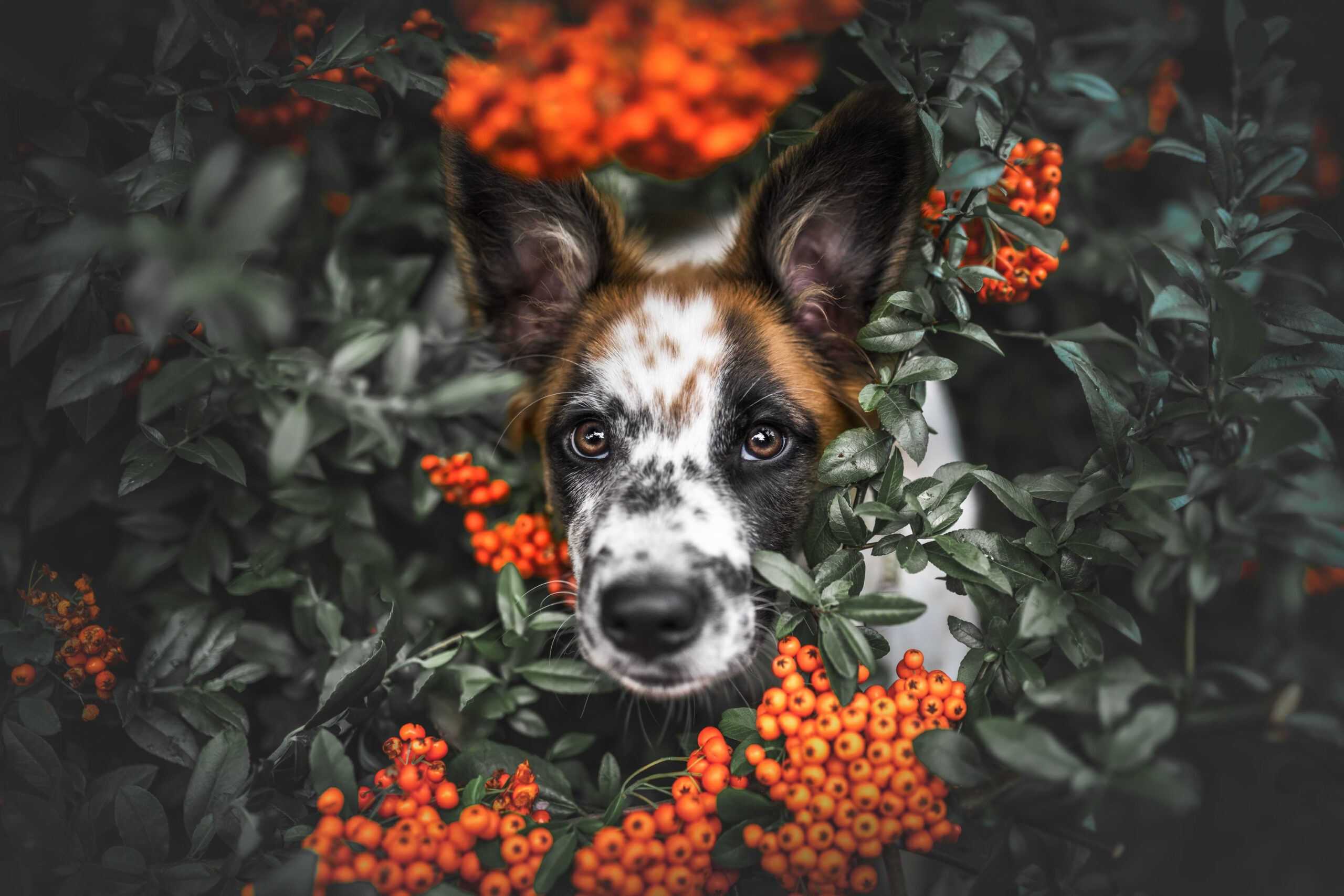 Puppy peeking through orange berries and green leaves HD Wallpaper