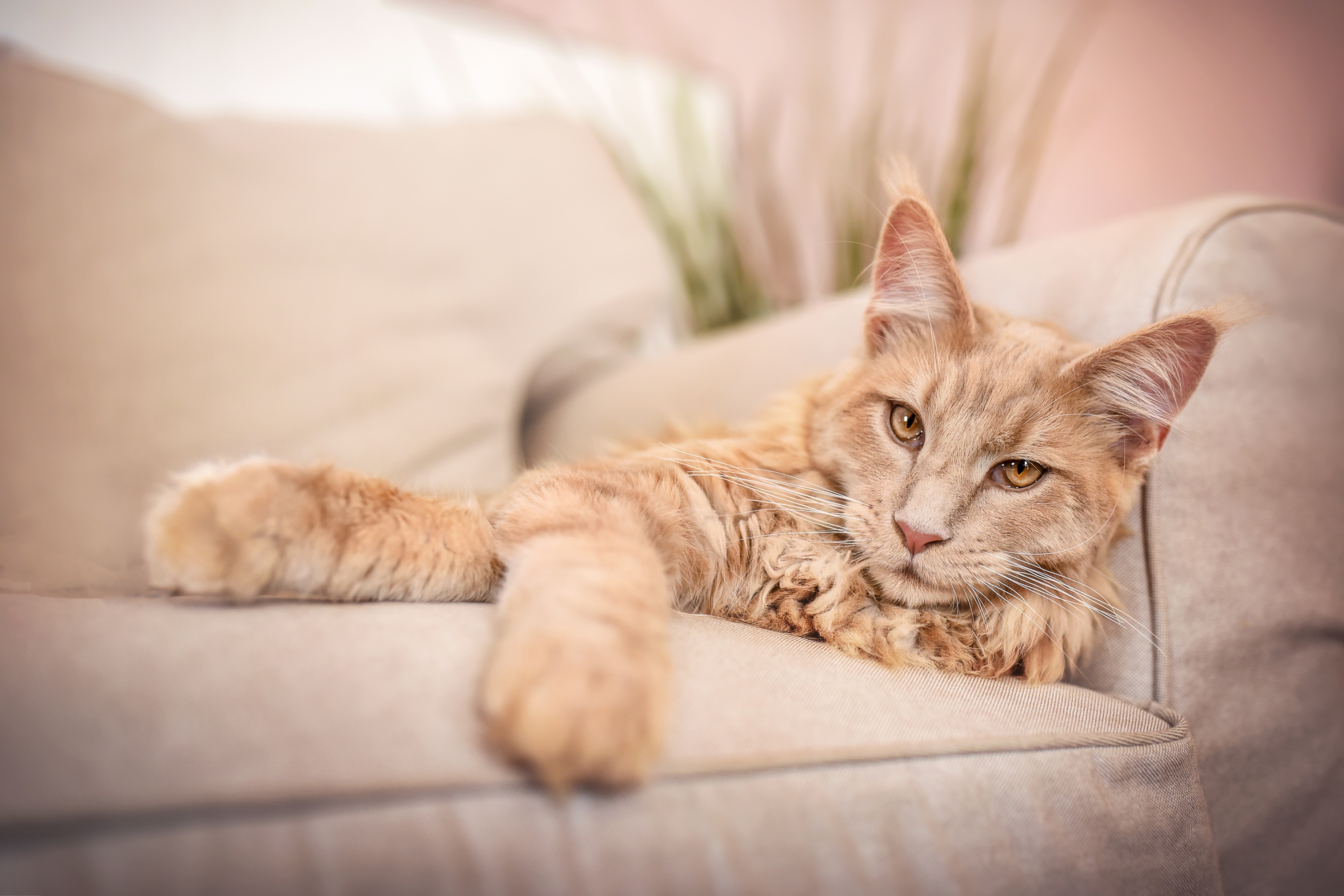 Orange Maine Coon Cat Lying on Couch HD Wallpaper
