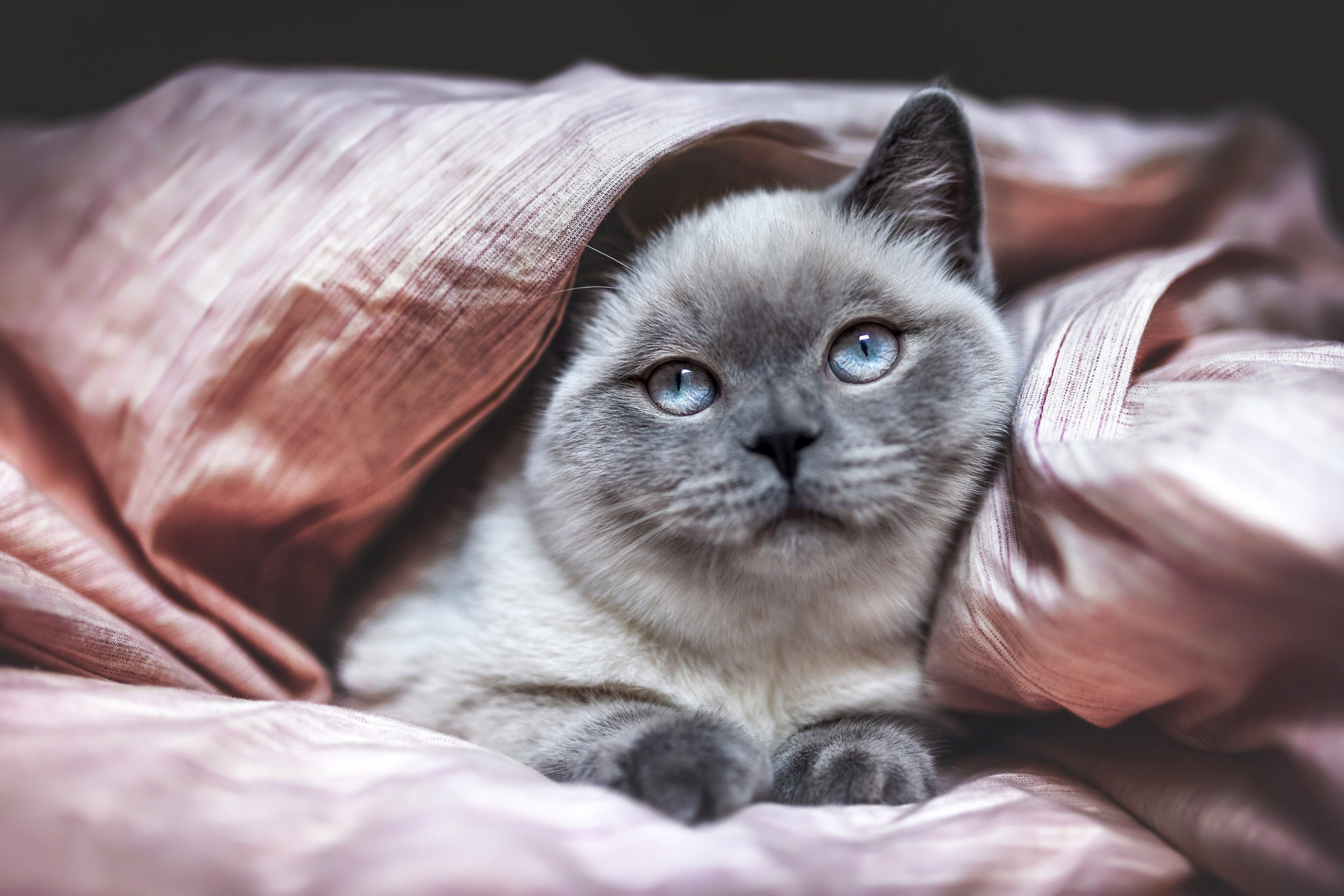 A fluffy cat with blue eyes peeking from a pink blanket HD Wallpaper