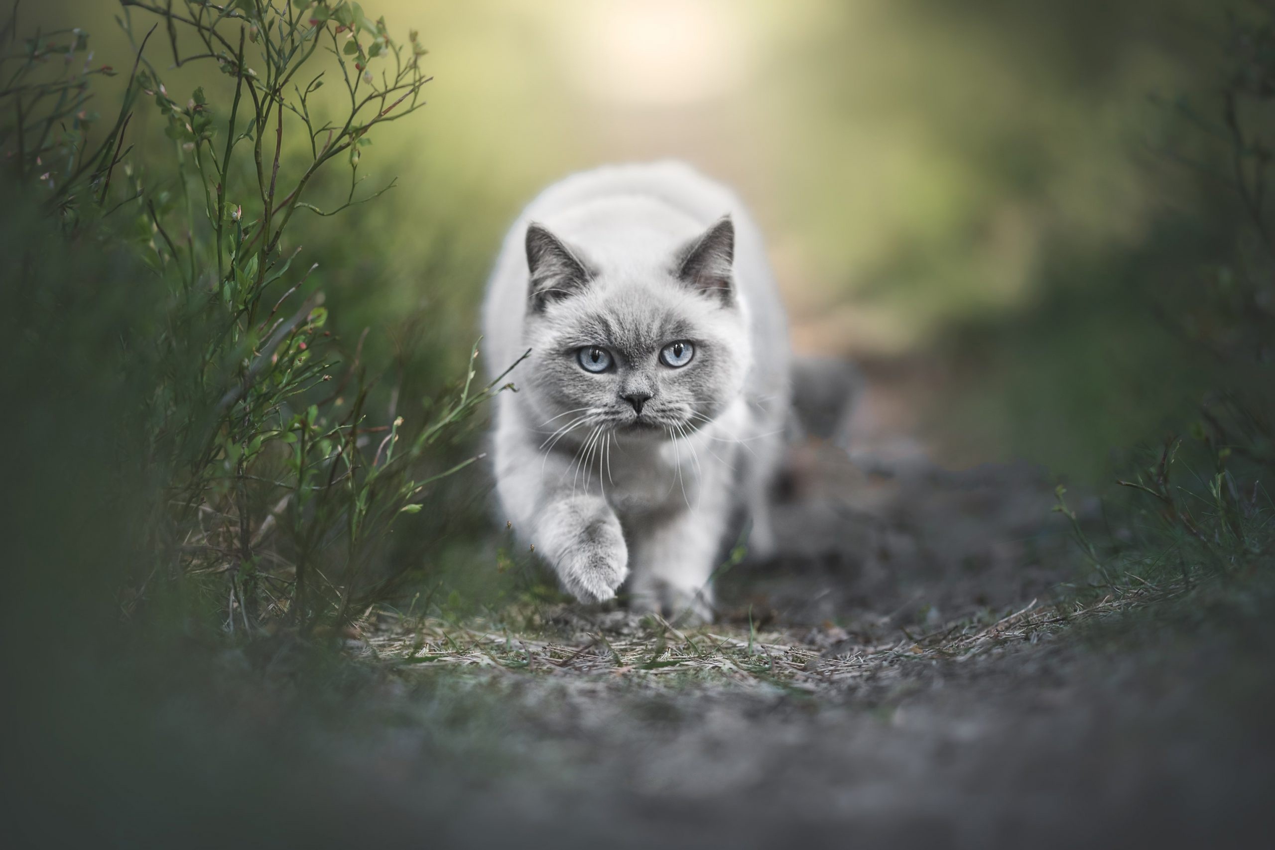A fluffy grey cat with blue eyes walks on a forest path HD Wallpaper