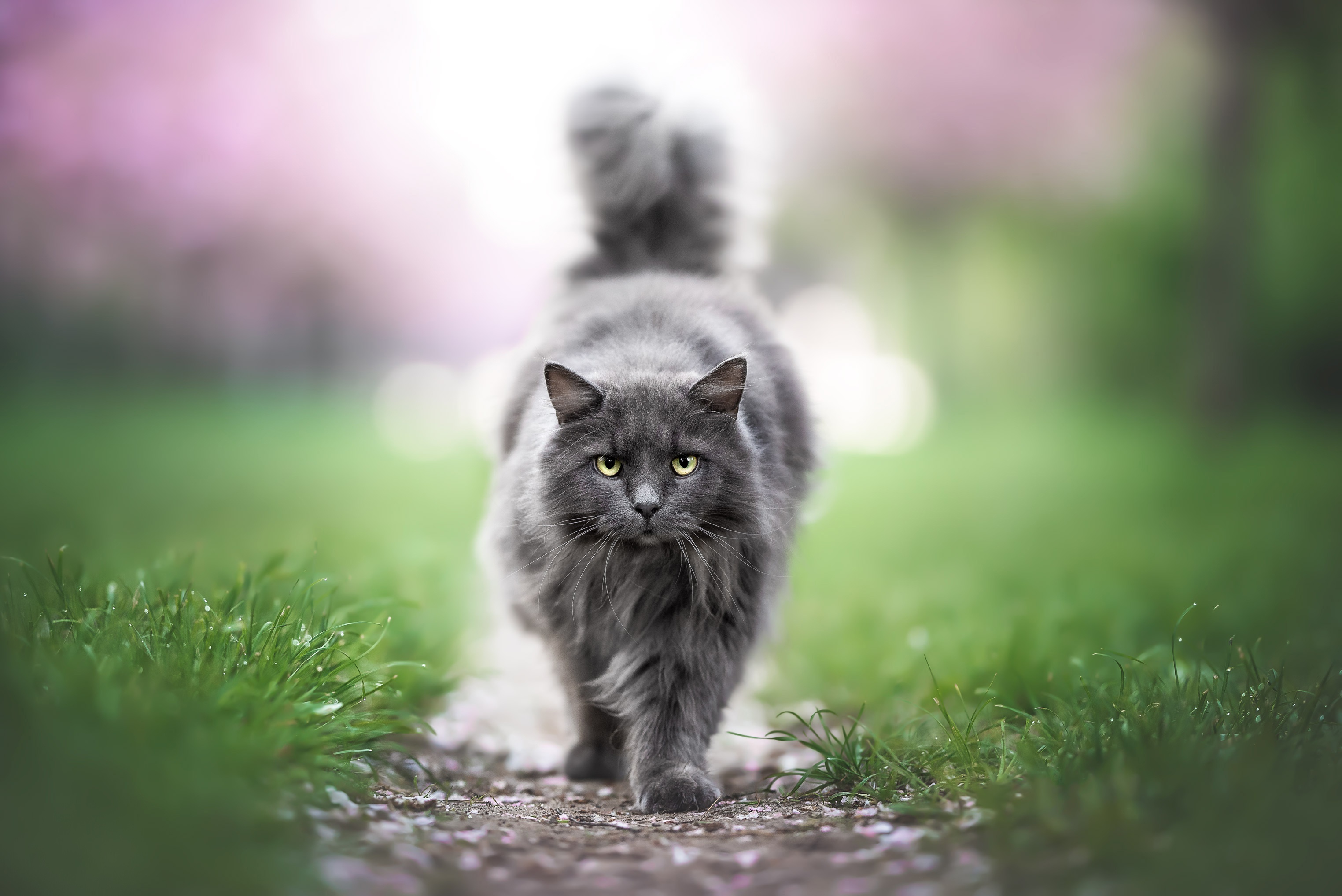 A fluffy gray cat walks on a path HD Wallpaper