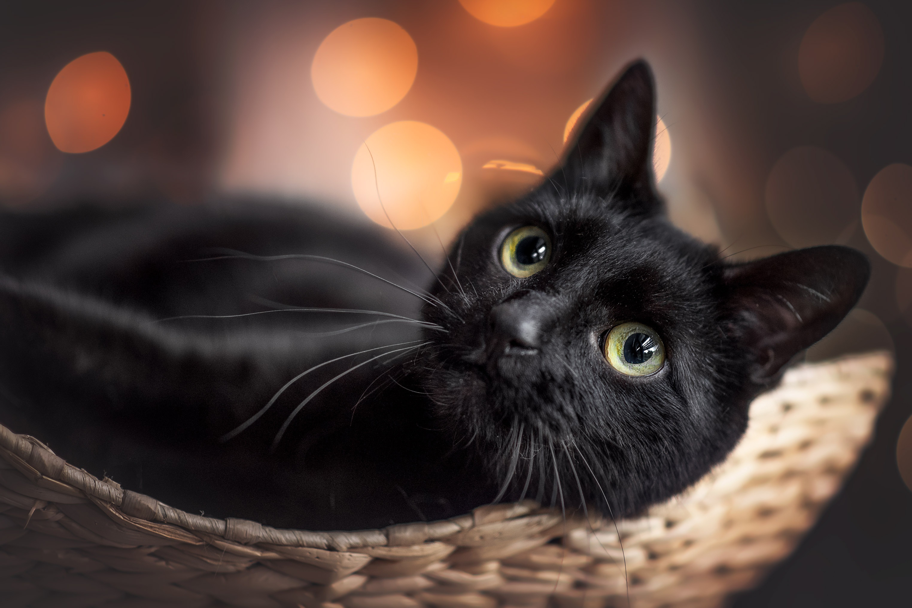 Black cat with green eyes in a basket HD Wallpaper
