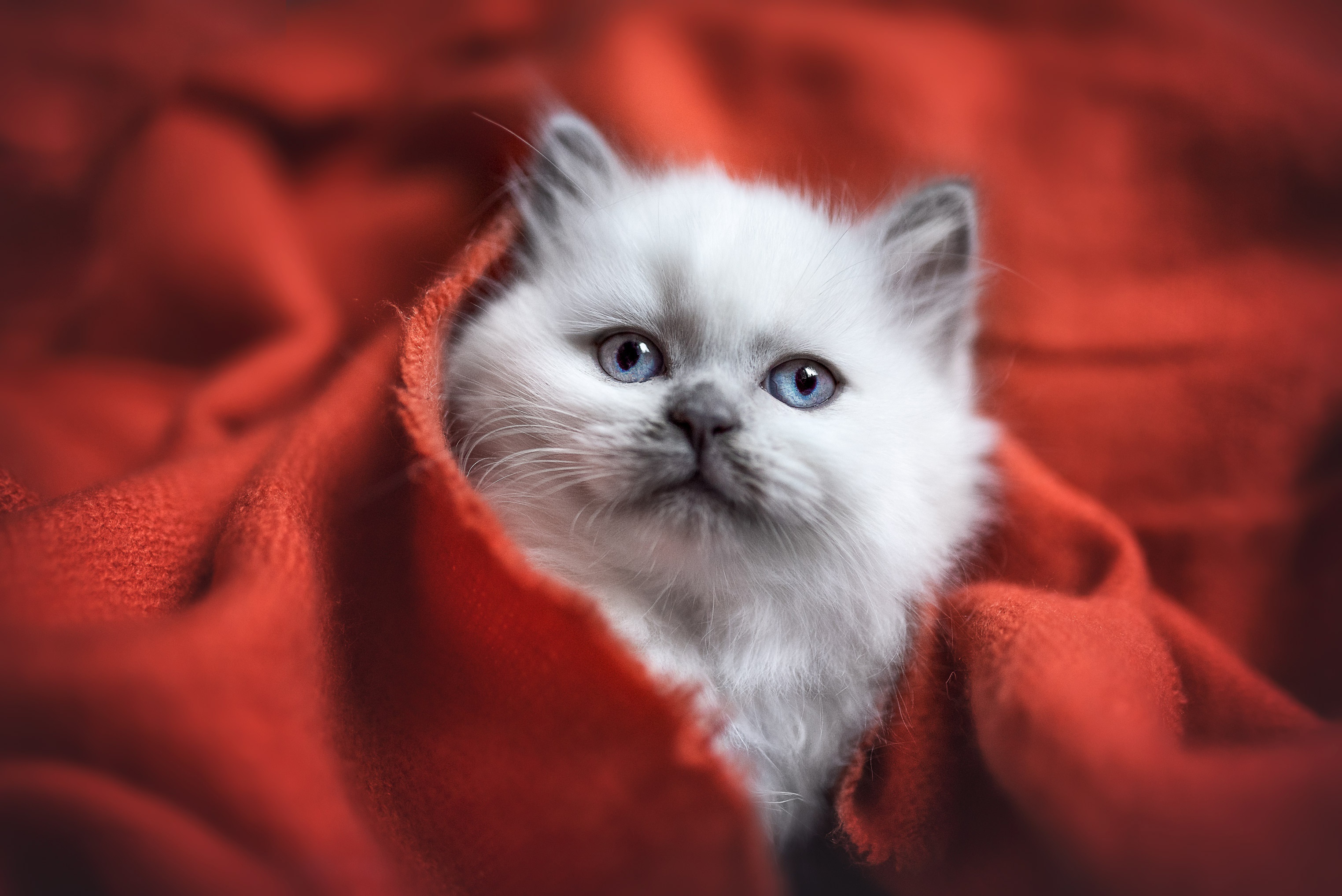 Fluffy Ragdoll kitten with blue eyes wrapped in red blanket HD Wallpaper