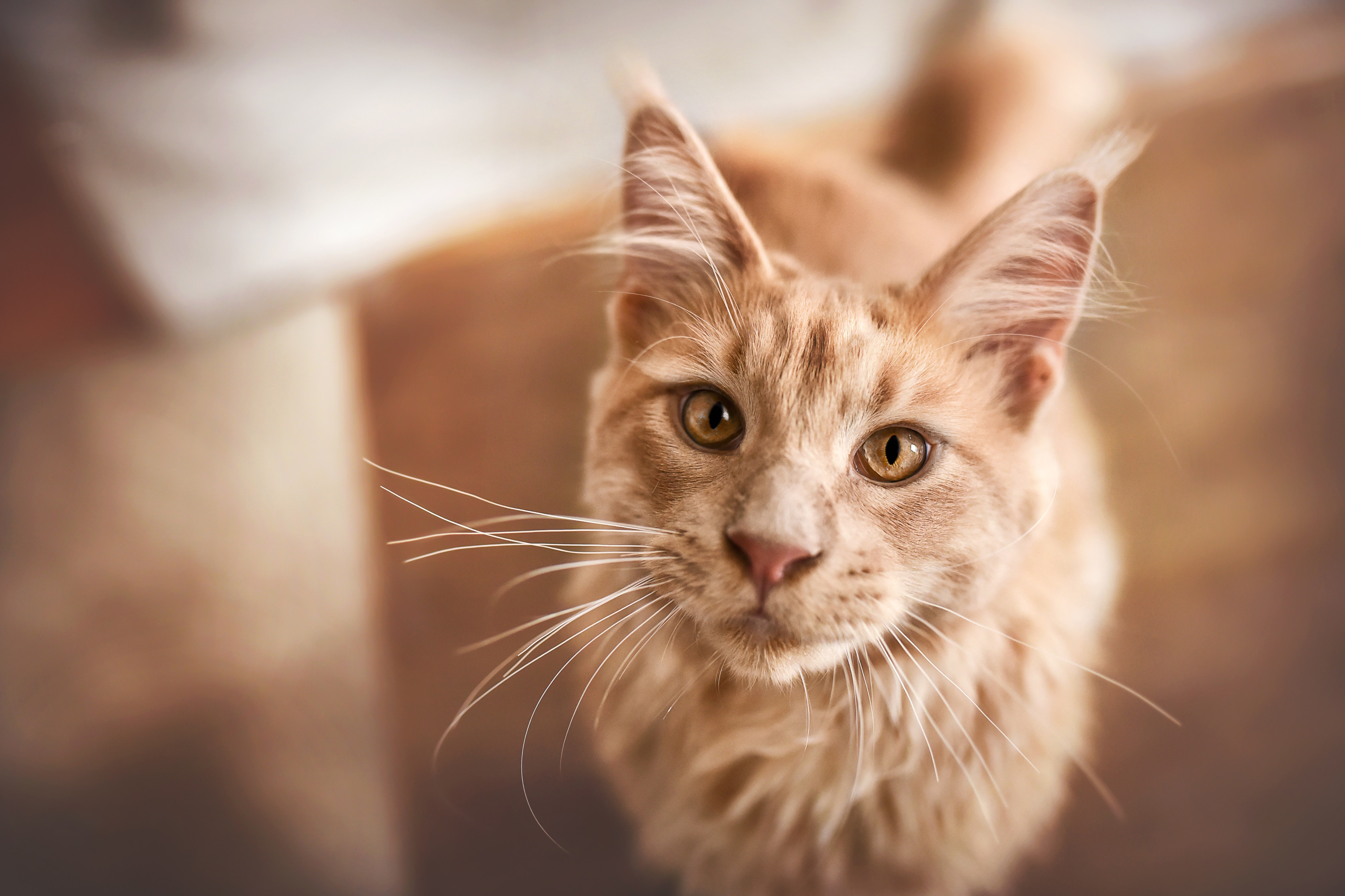 Maine Coon Cat Looking Up HD Wallpaper