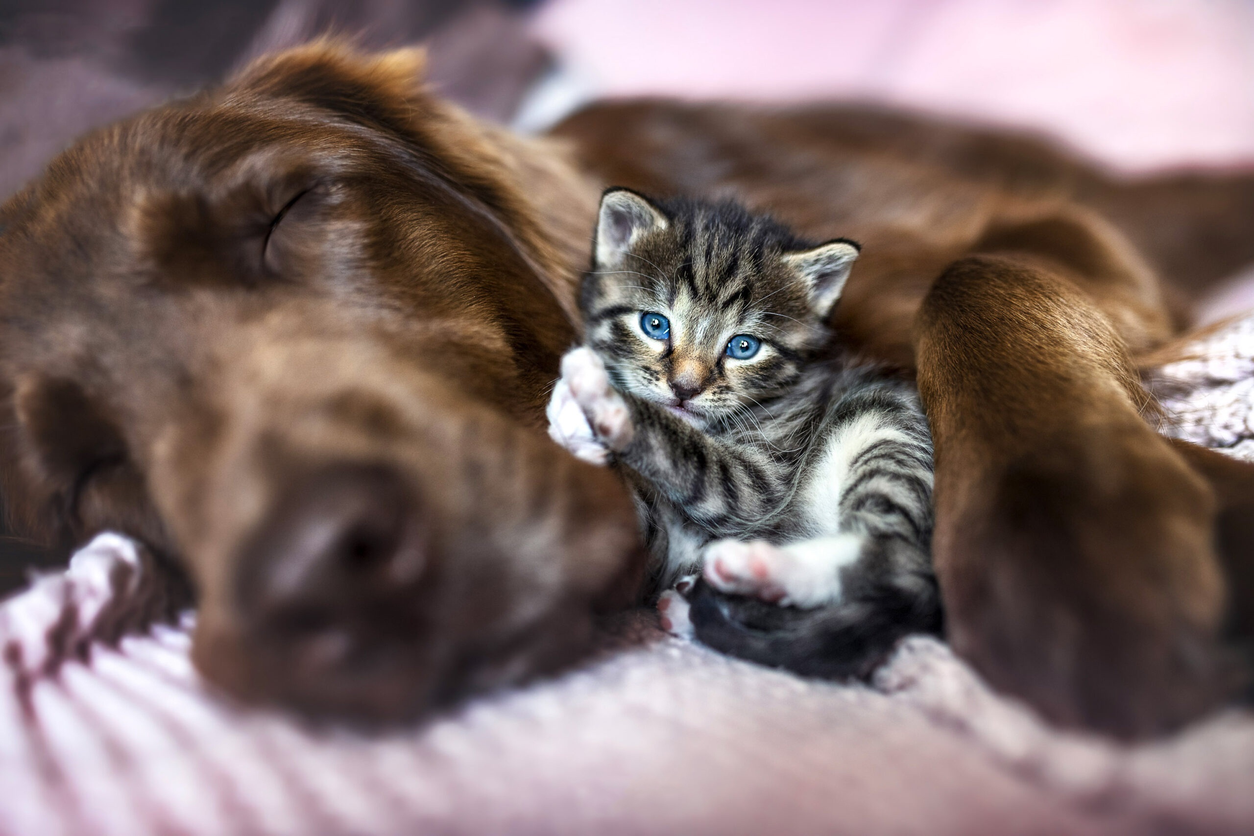 Kitten sleeping next to a dog HD Wallpaper
