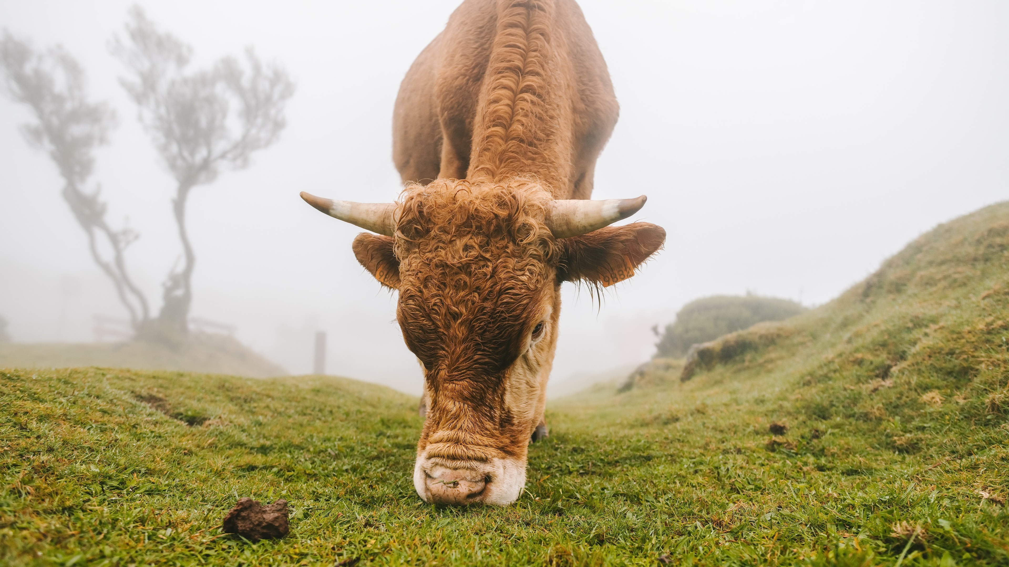 Cow grazing in a foggy landscape 4K HD Wallpaper