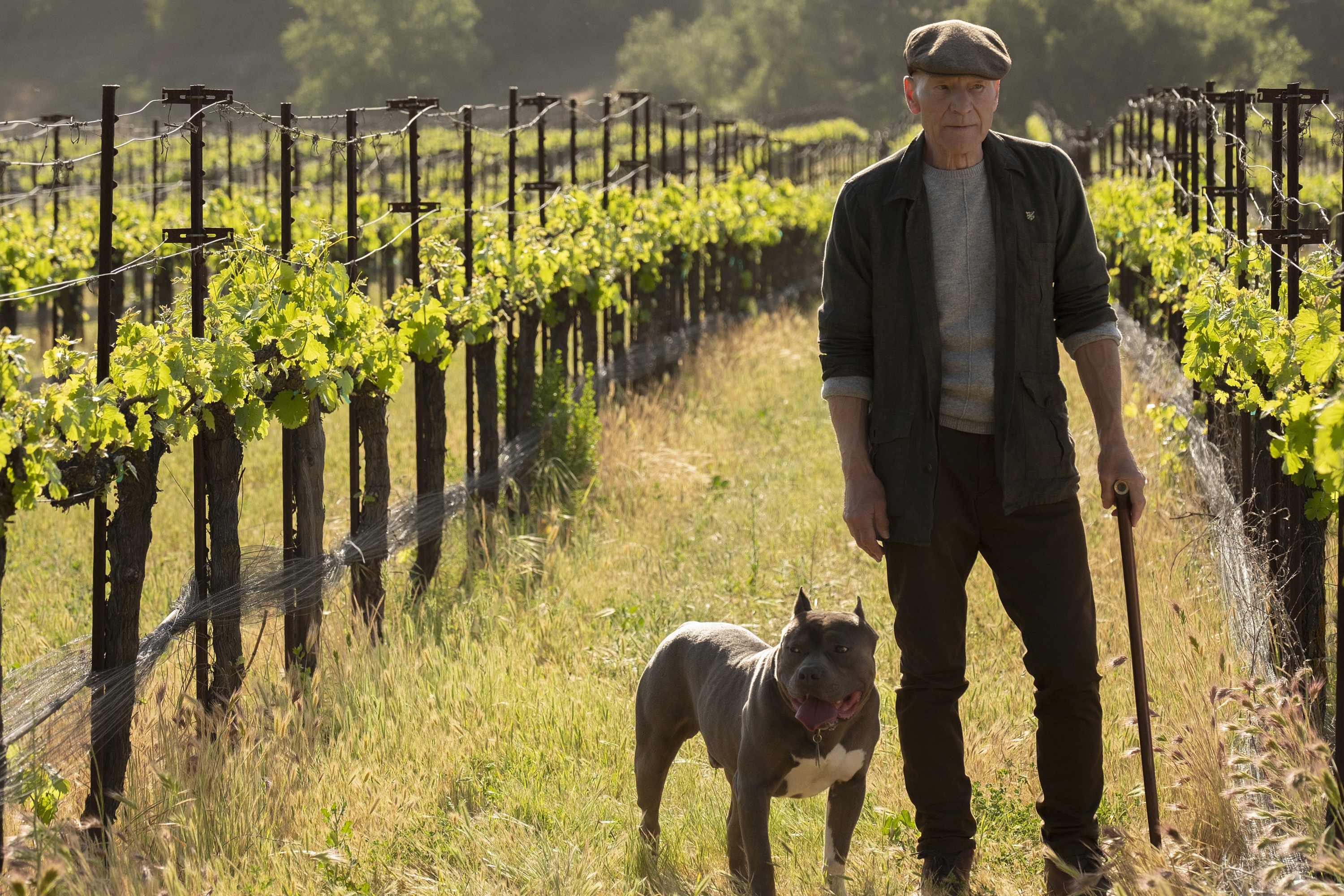 Jean-Luc Picard with dog in vineyard HD Wallpaper