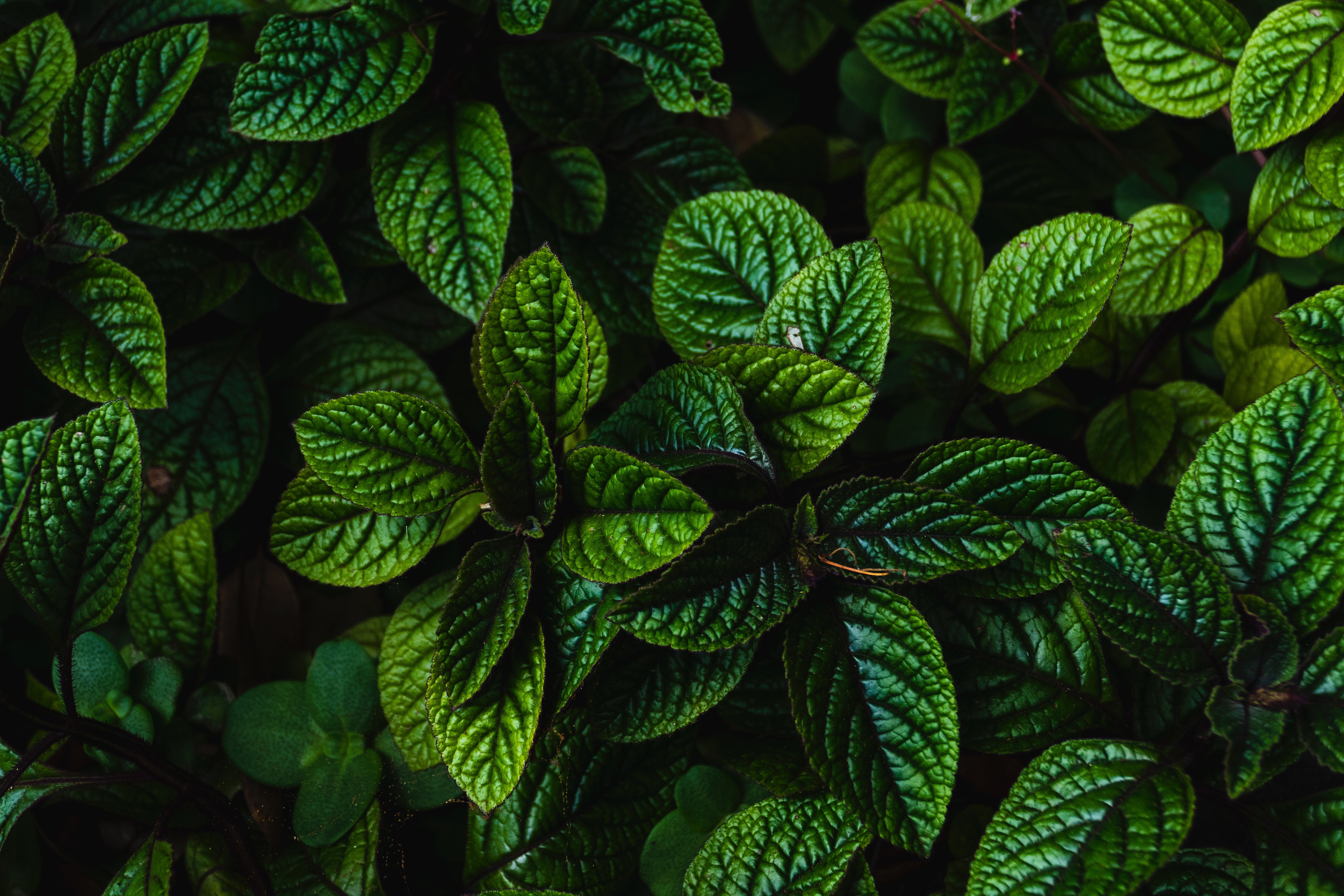 Close-up of Green Leaves 4K HD Wallpaper
