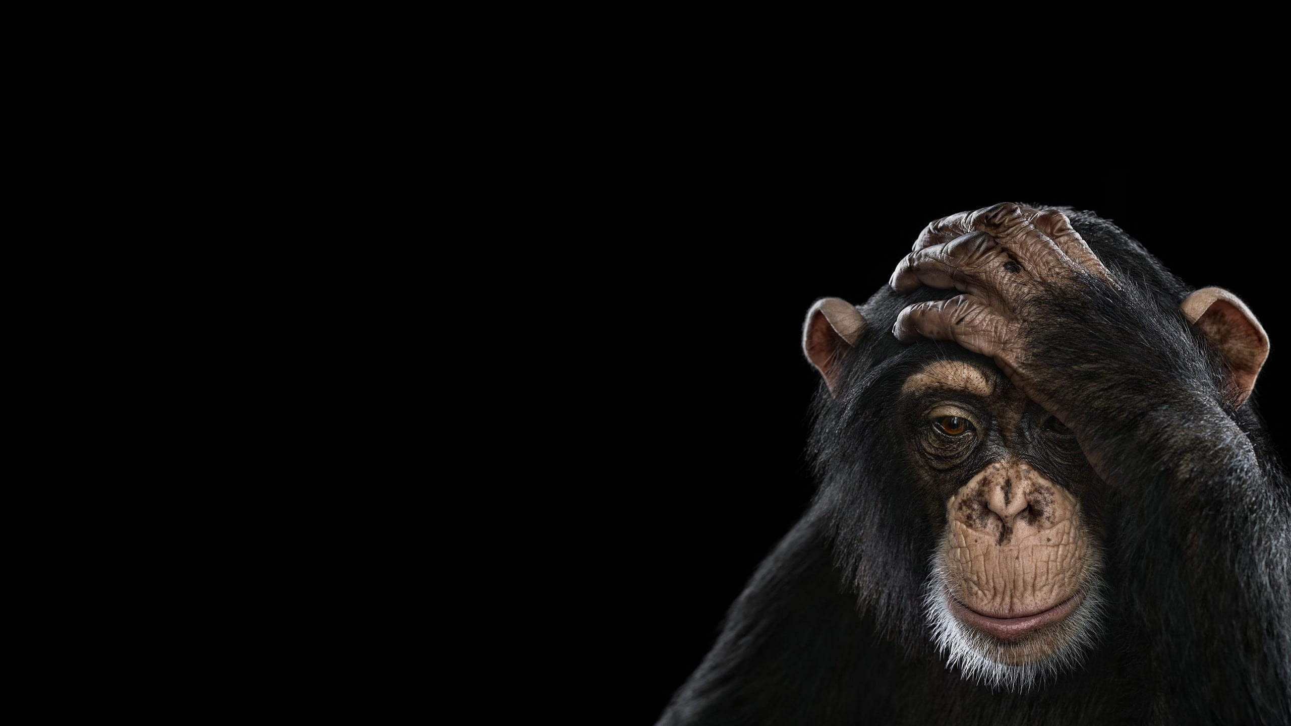 Chimpanzee with hand on forehead HD Wallpaper