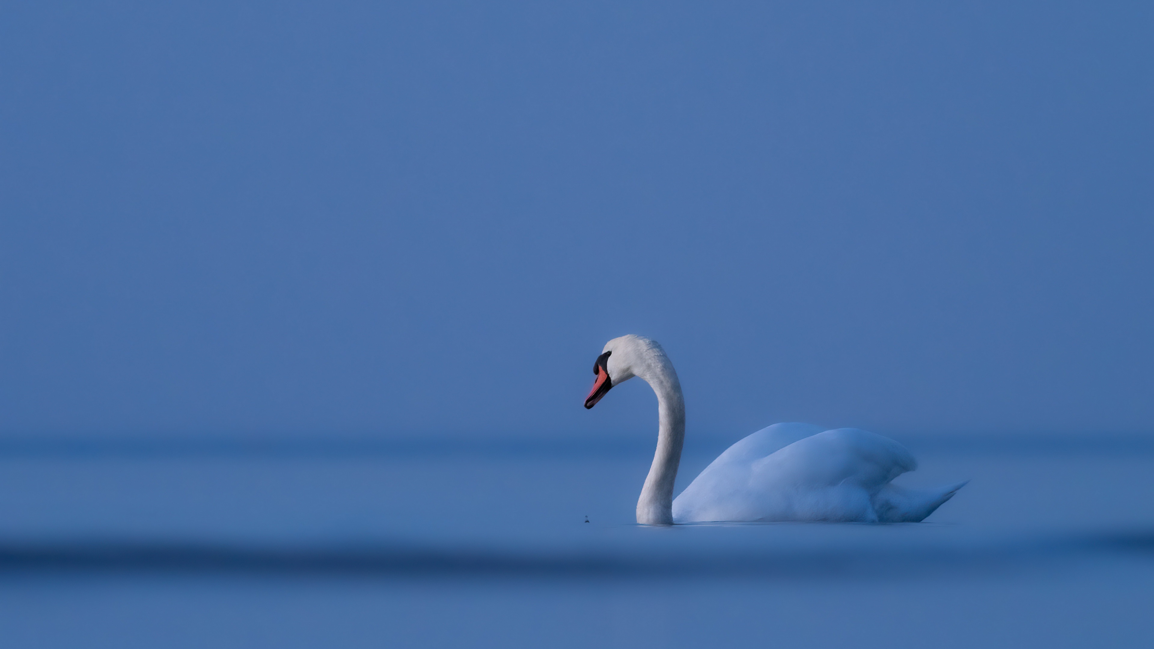 Mute Swan HD Wallpaper