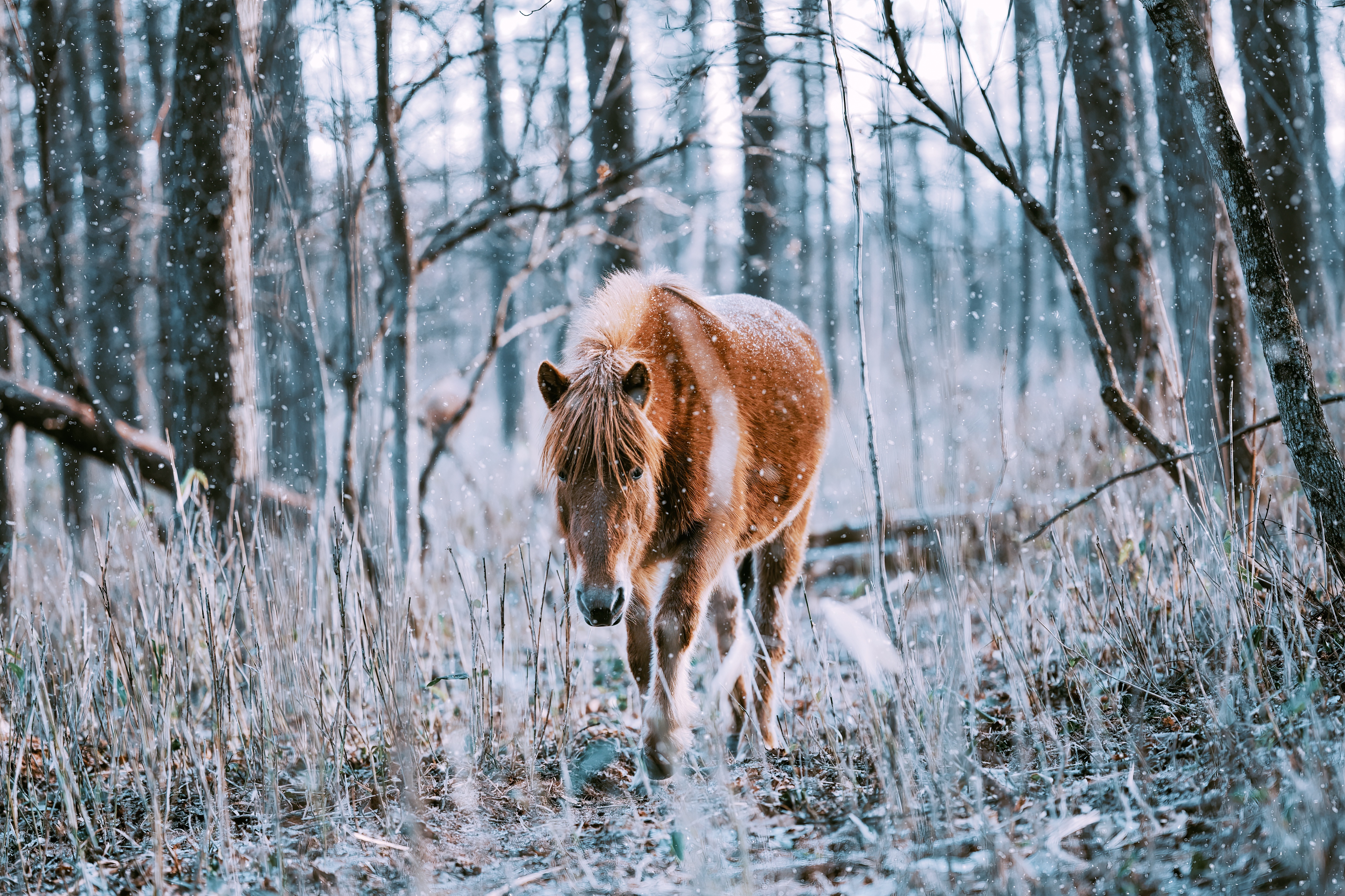 Brown horse in a snowy forest 4K HD Wallpaper