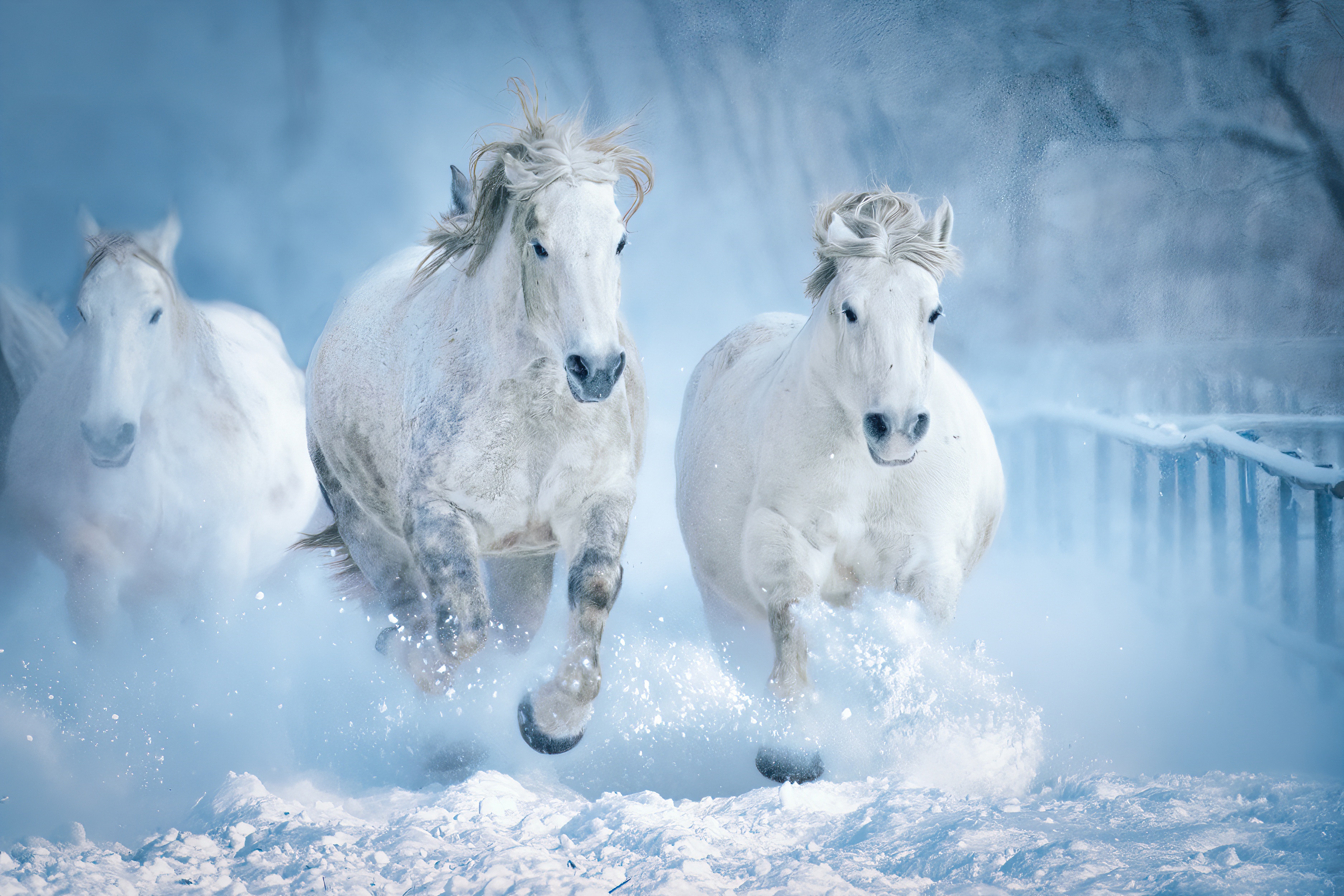 Three white horses running through snow HD Wallpaper