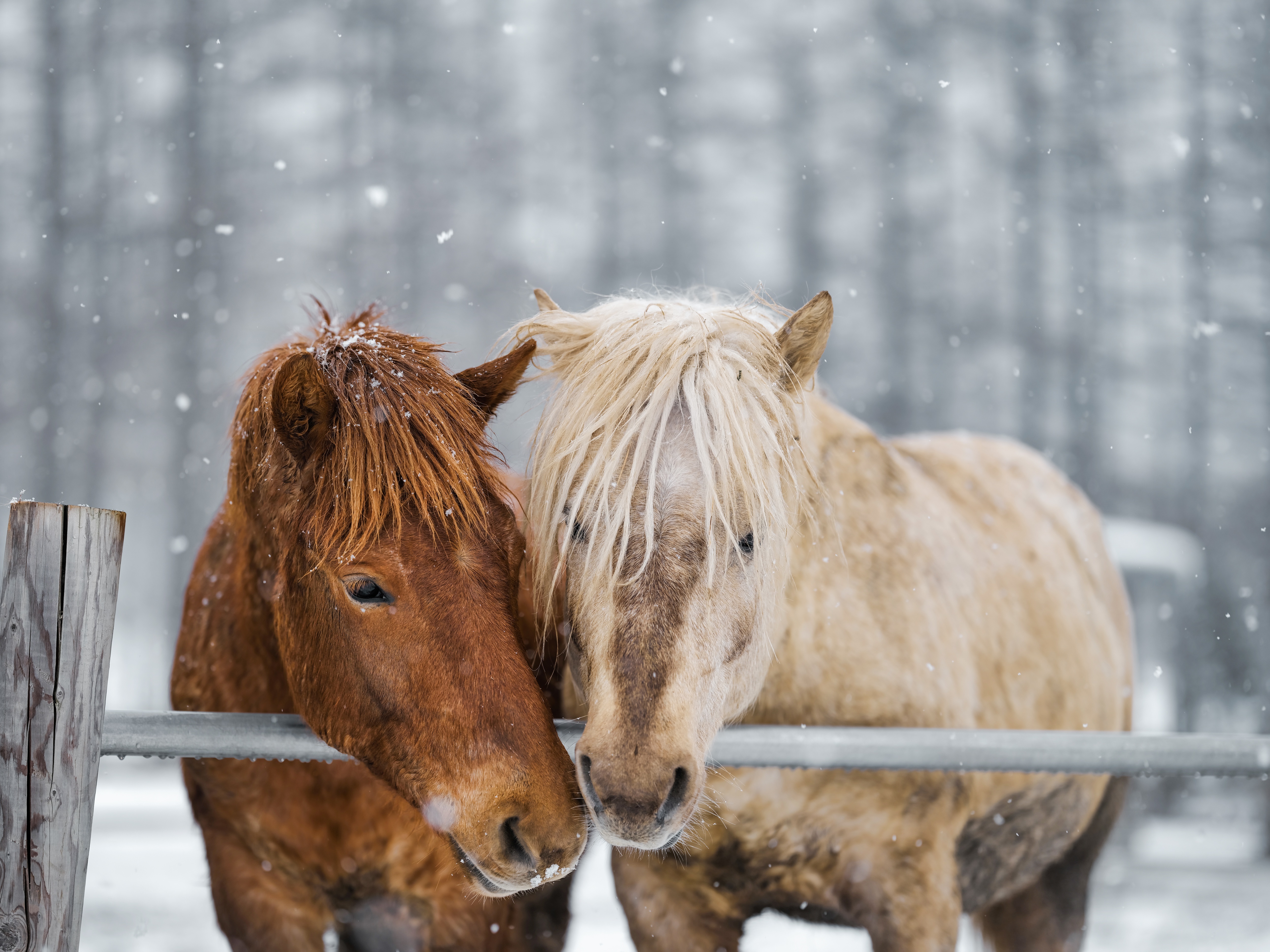 Two horses in snow 4K HD Wallpaper