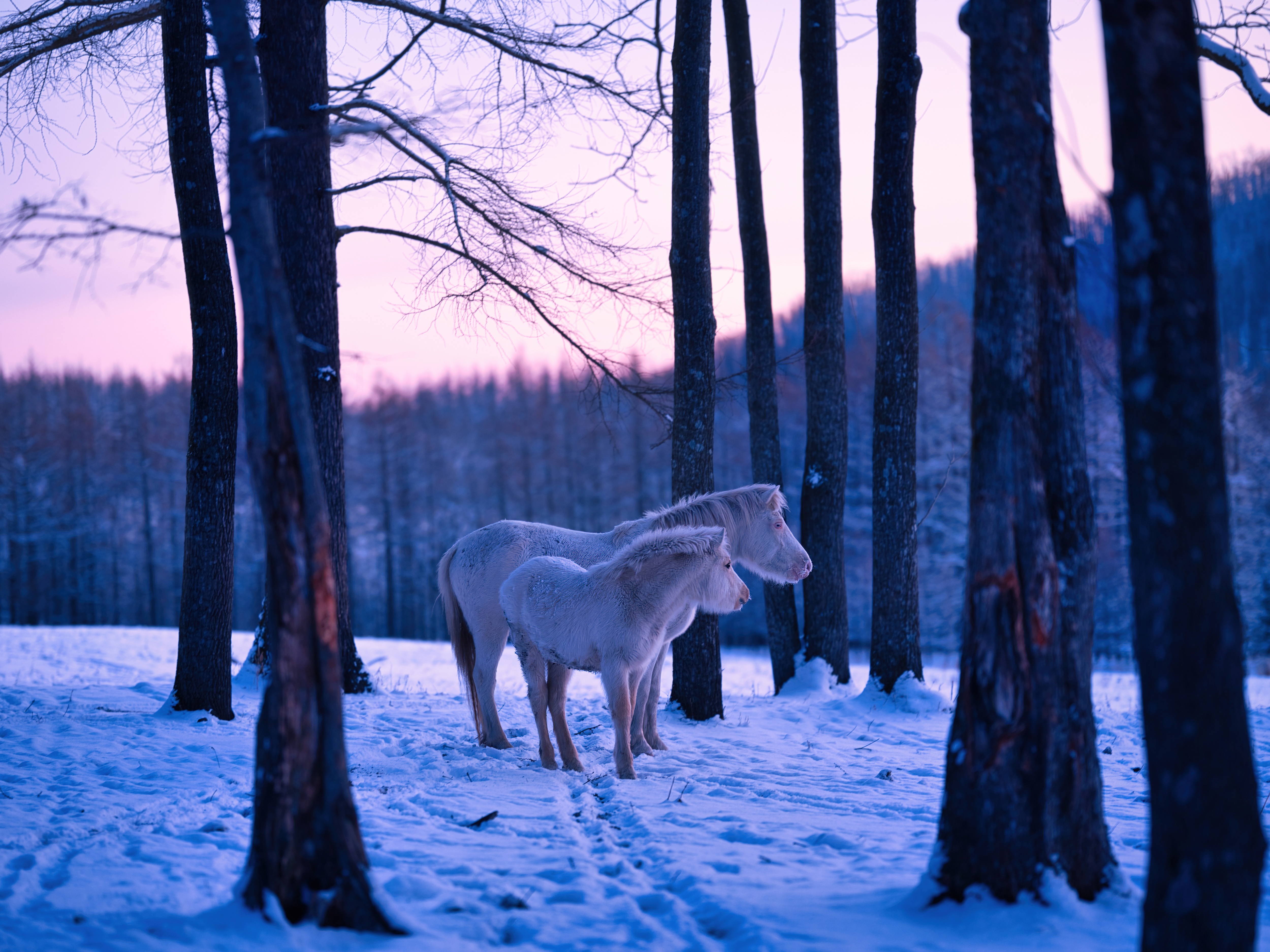 Two white horses in a snowy forest HD Wallpaper