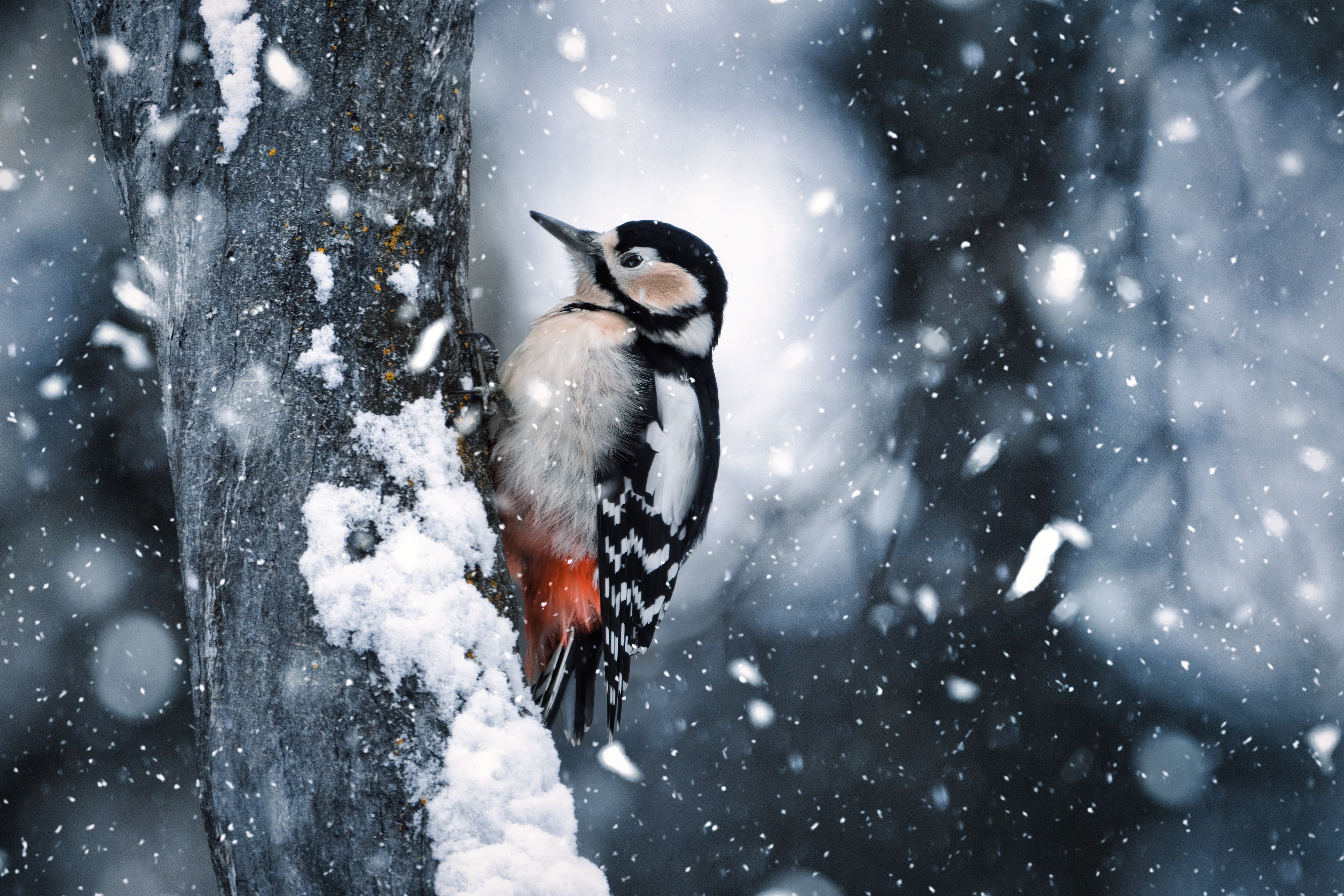 Great Spotted Woodpecker in Snow HD Wallpaper