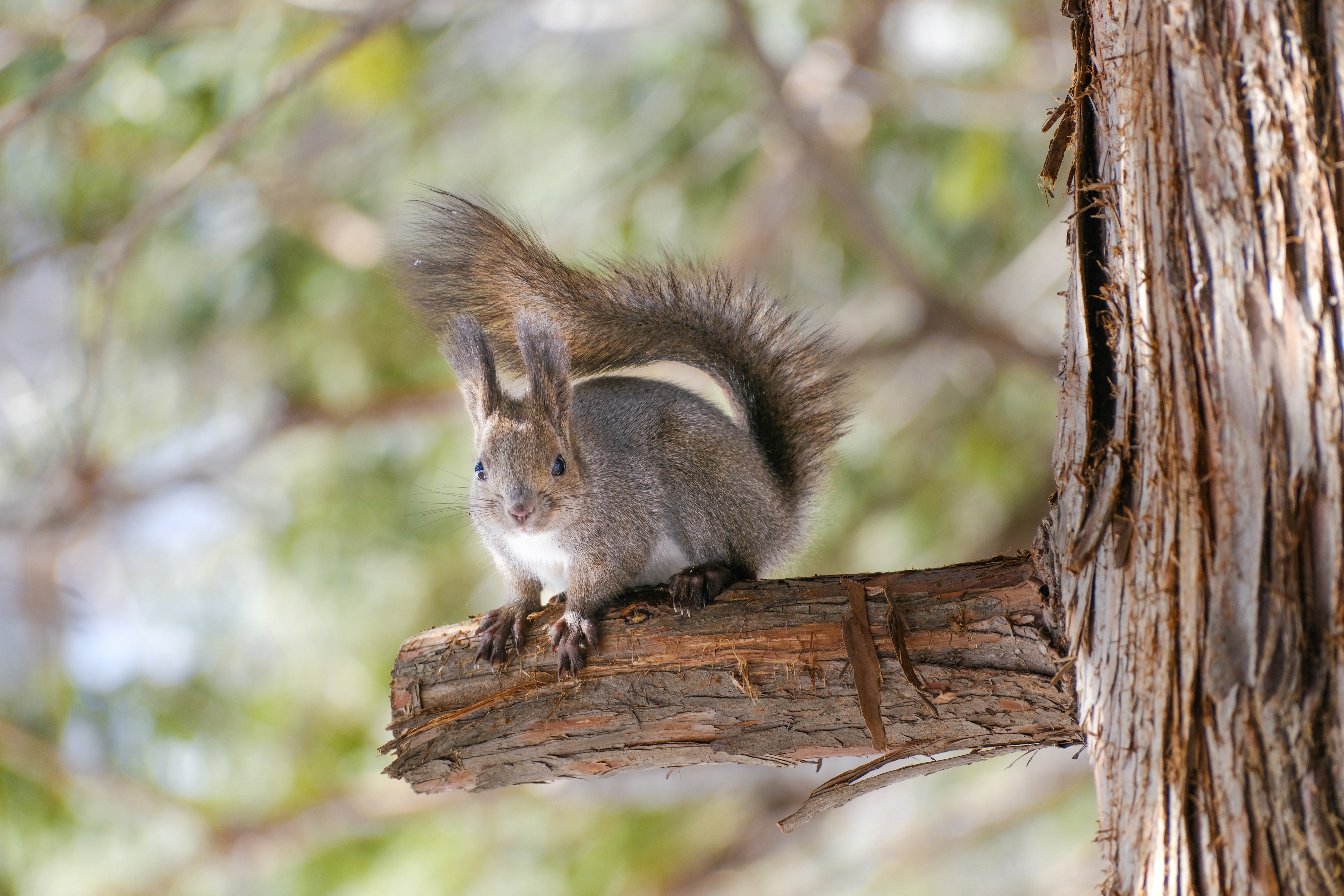 Squirrel on a branch in 4K HD Wallpaper