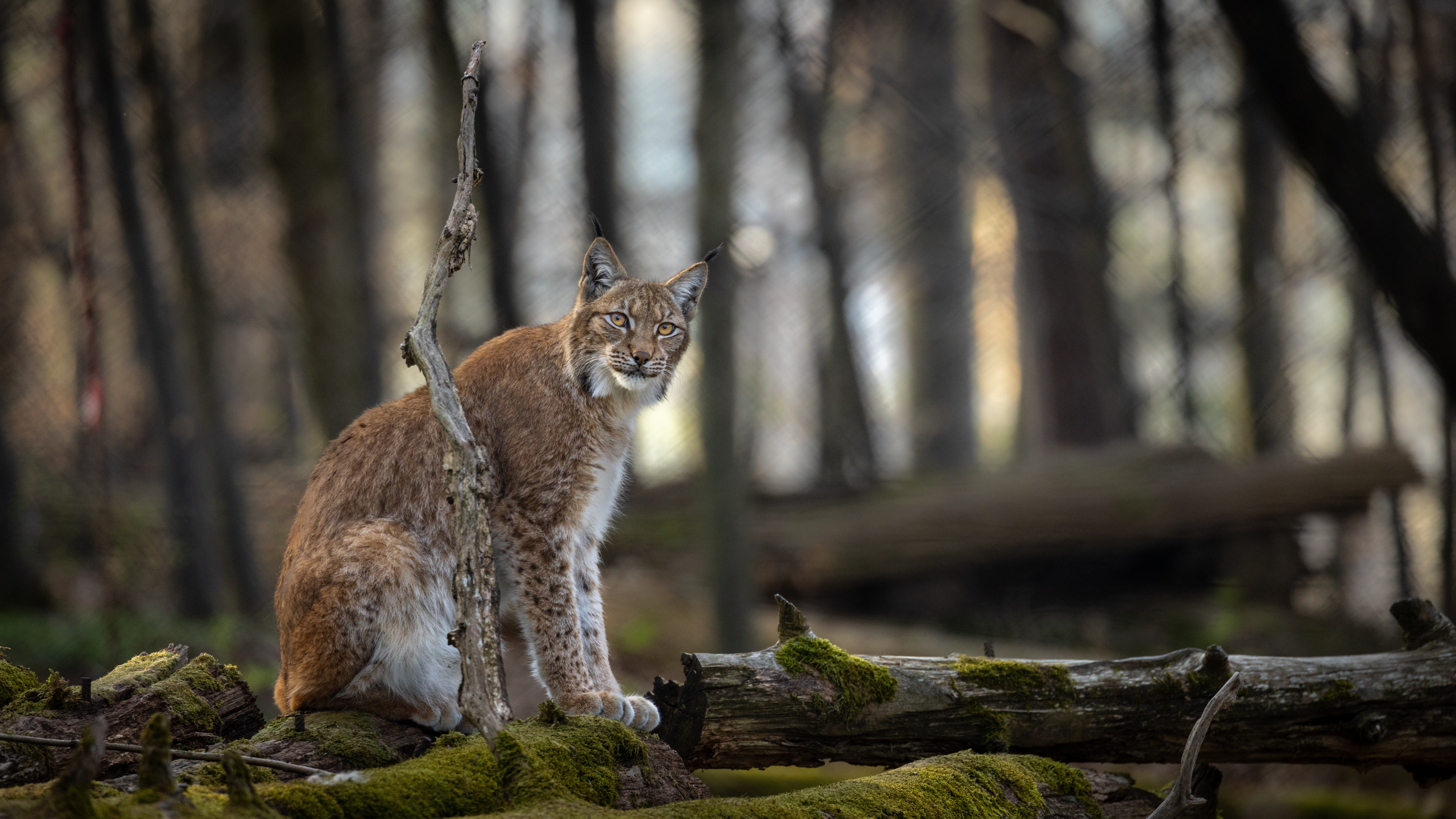 Lynx sitting on mossy logs in a forest HD Wallpaper