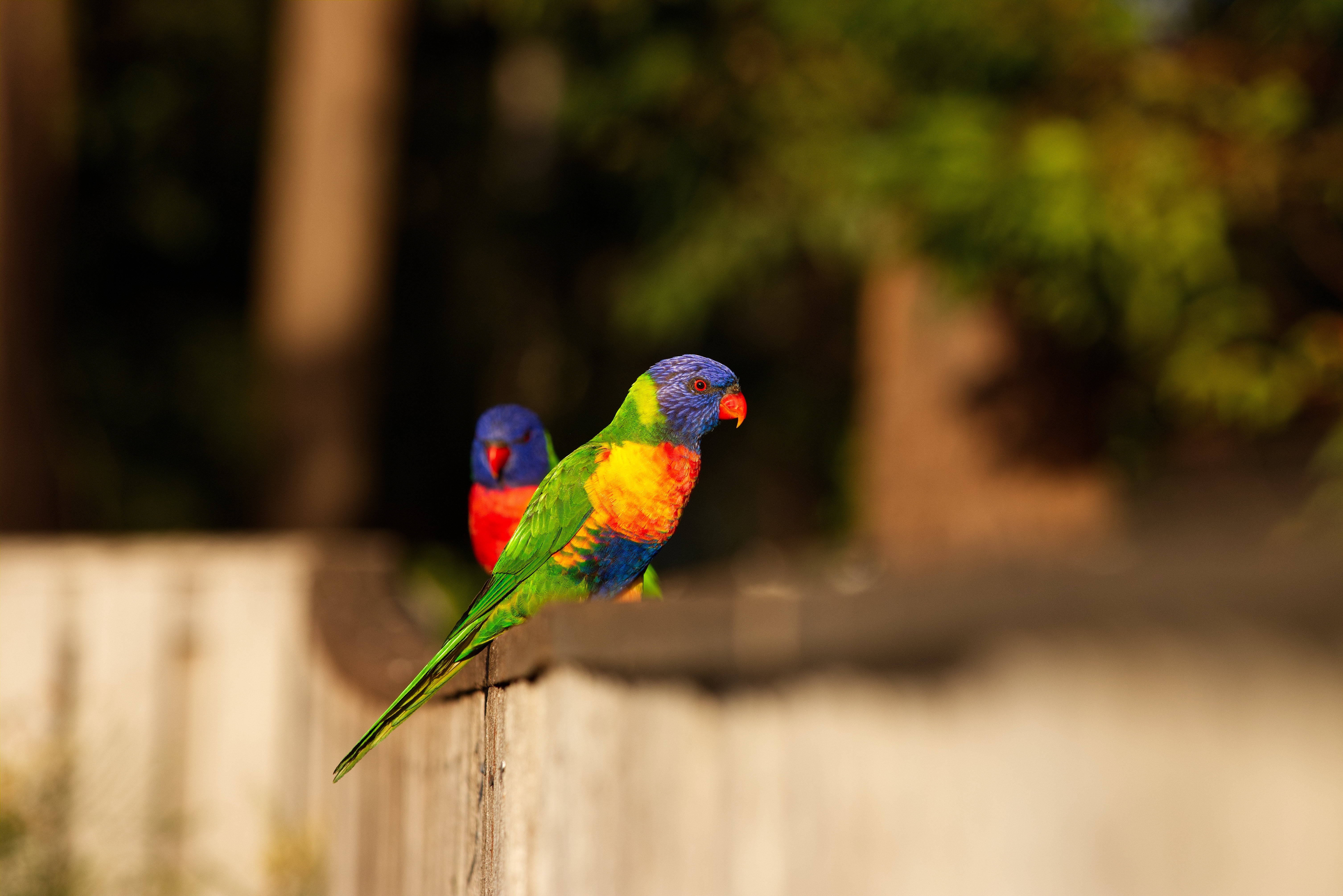 Rainbow Lorikeets on a wooden fence 4K HD Wallpaper