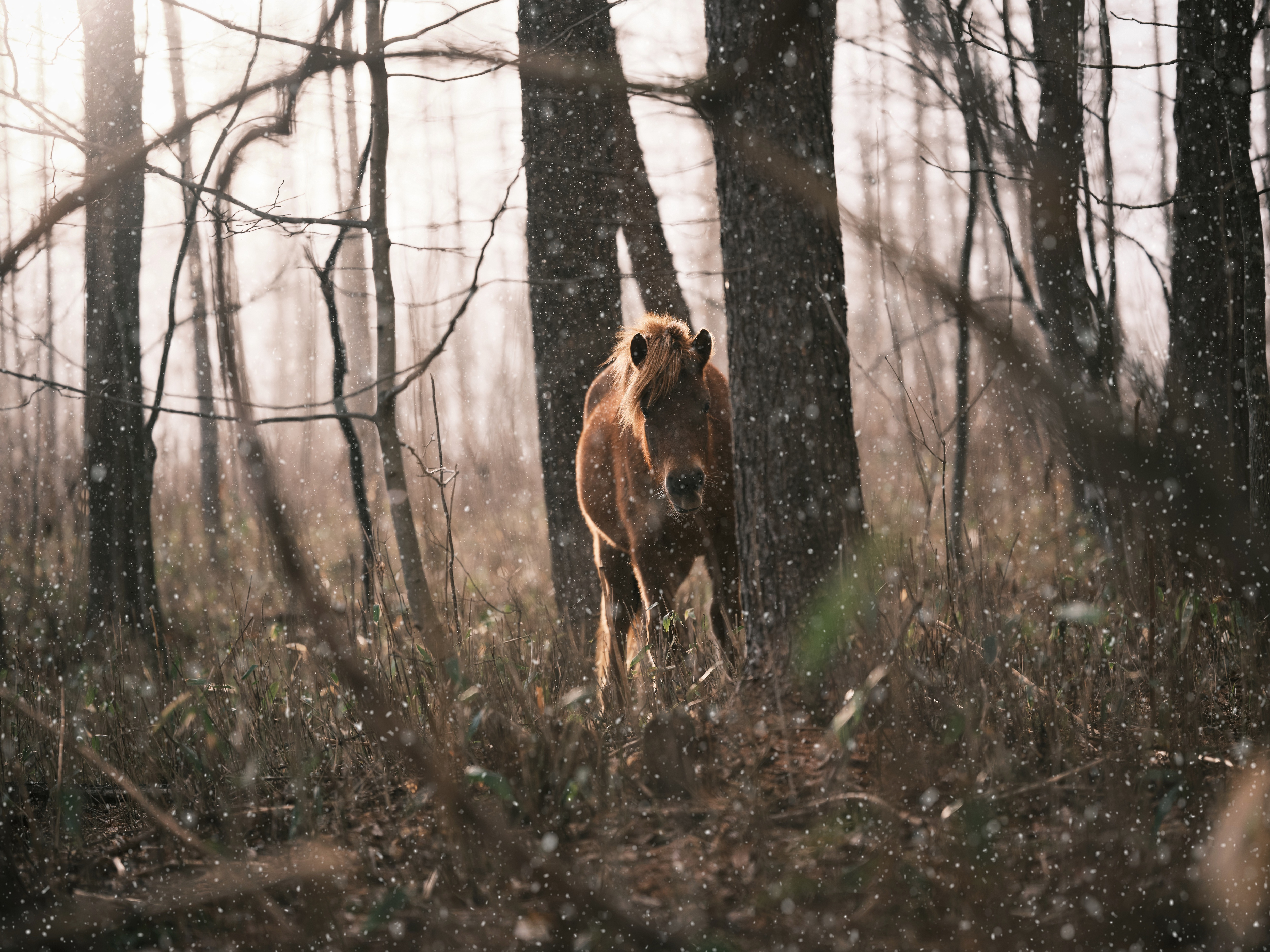 Horse in a forest with falling snow 4K HD Wallpaper