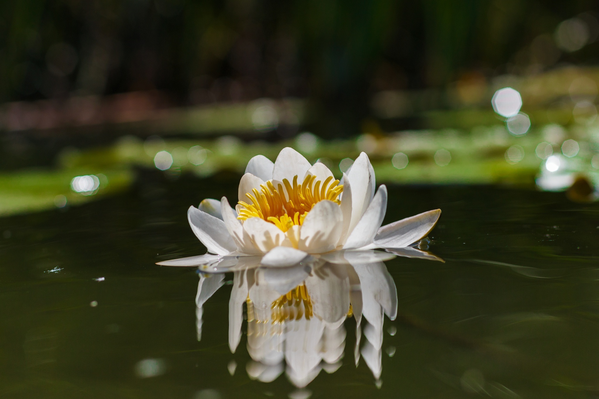 White Water Lily Reflection on Water HD Wallpaper