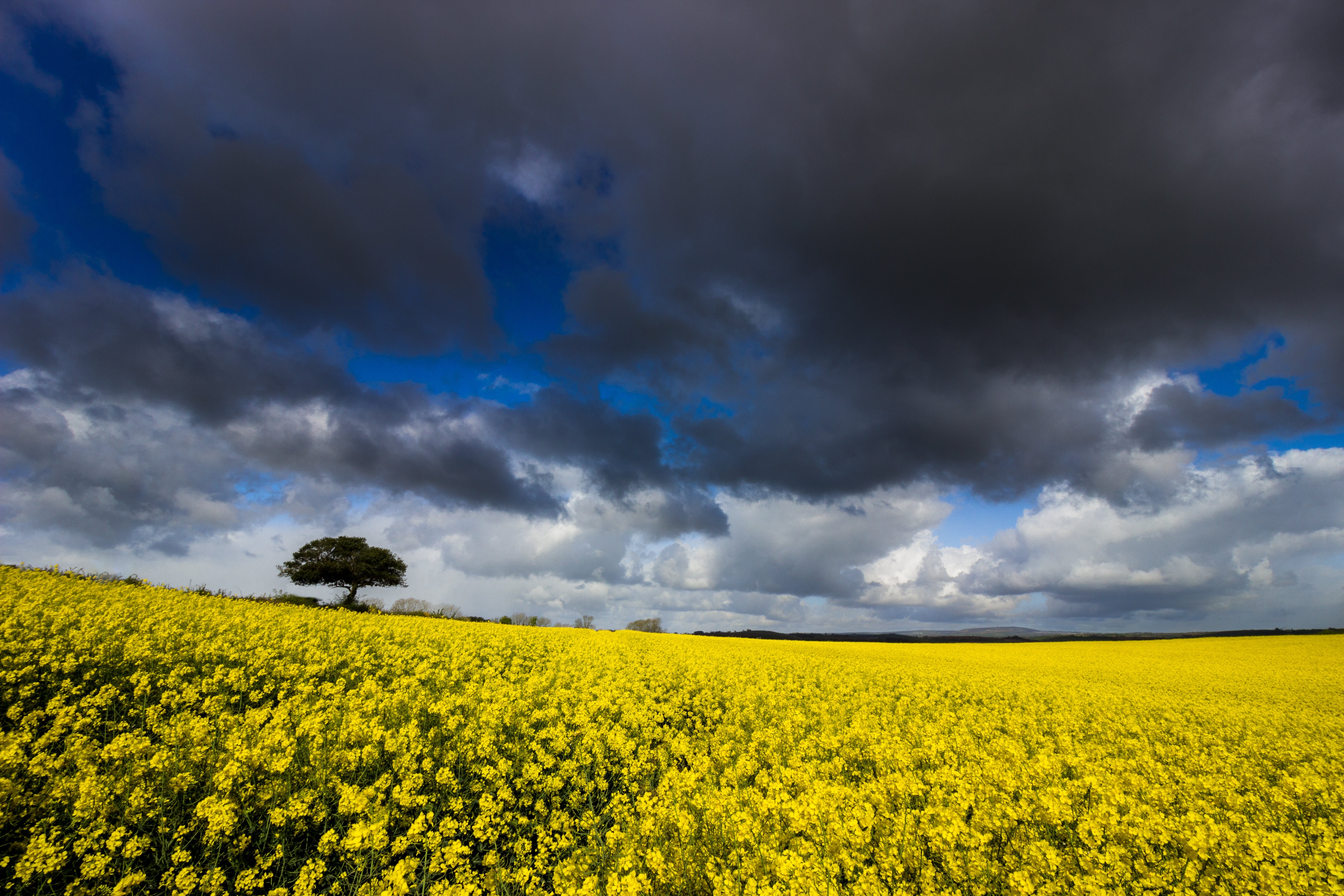 Field of yellow rapeseed flowers with a lone tree and dark clouds HD Wallpaper