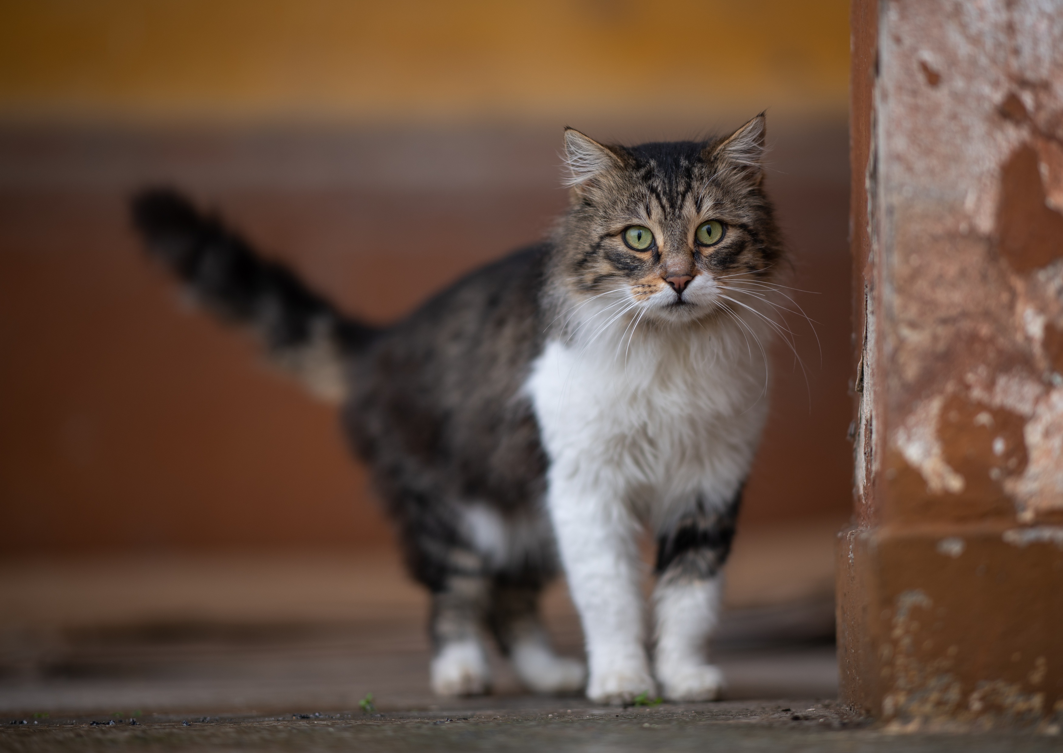 A fluffy cat with green eyes stands on a wooden surface. HD Wallpaper