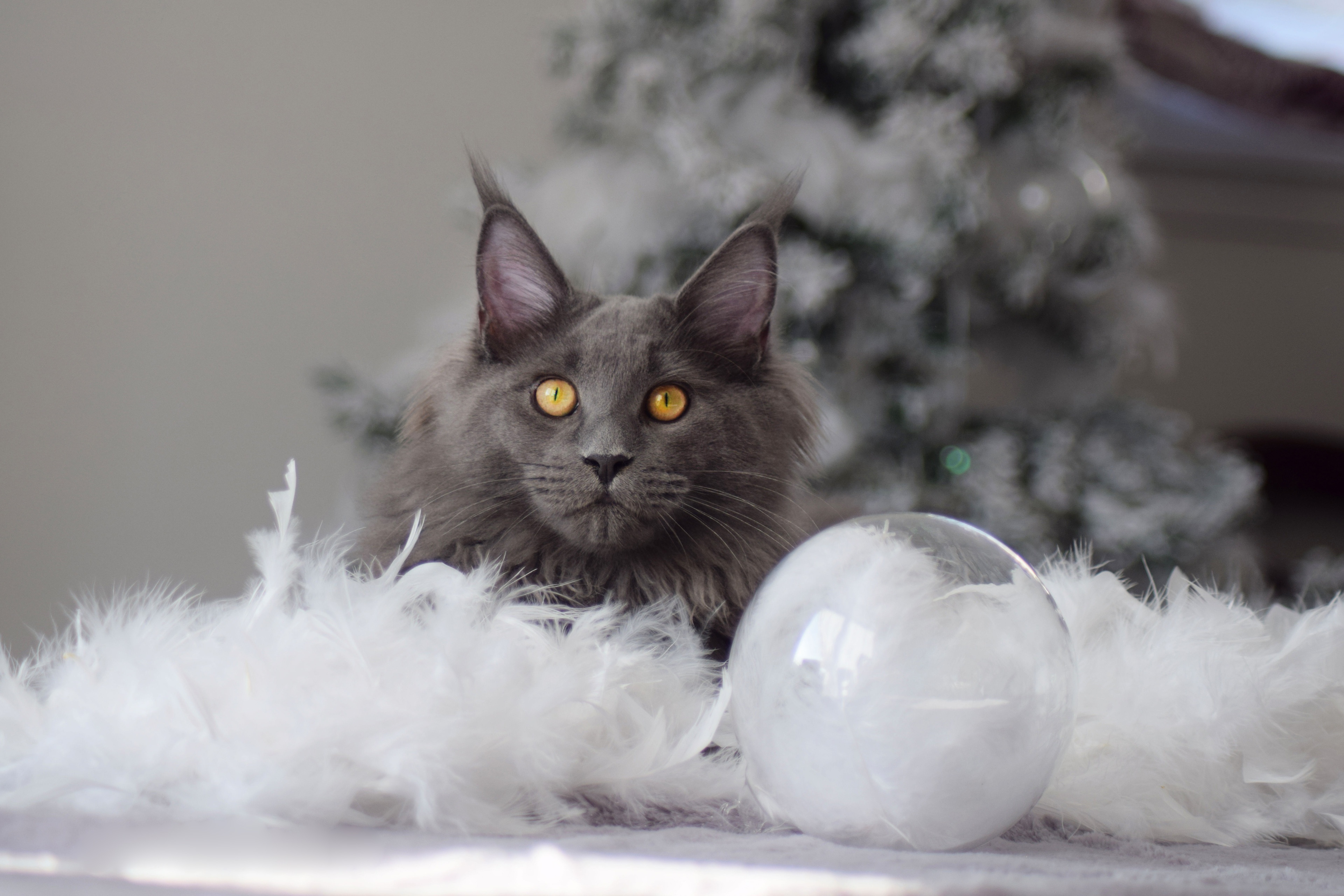 Gray Maine Coon Cat with Yellow Eyes and Christmas Tree HD Wallpaper