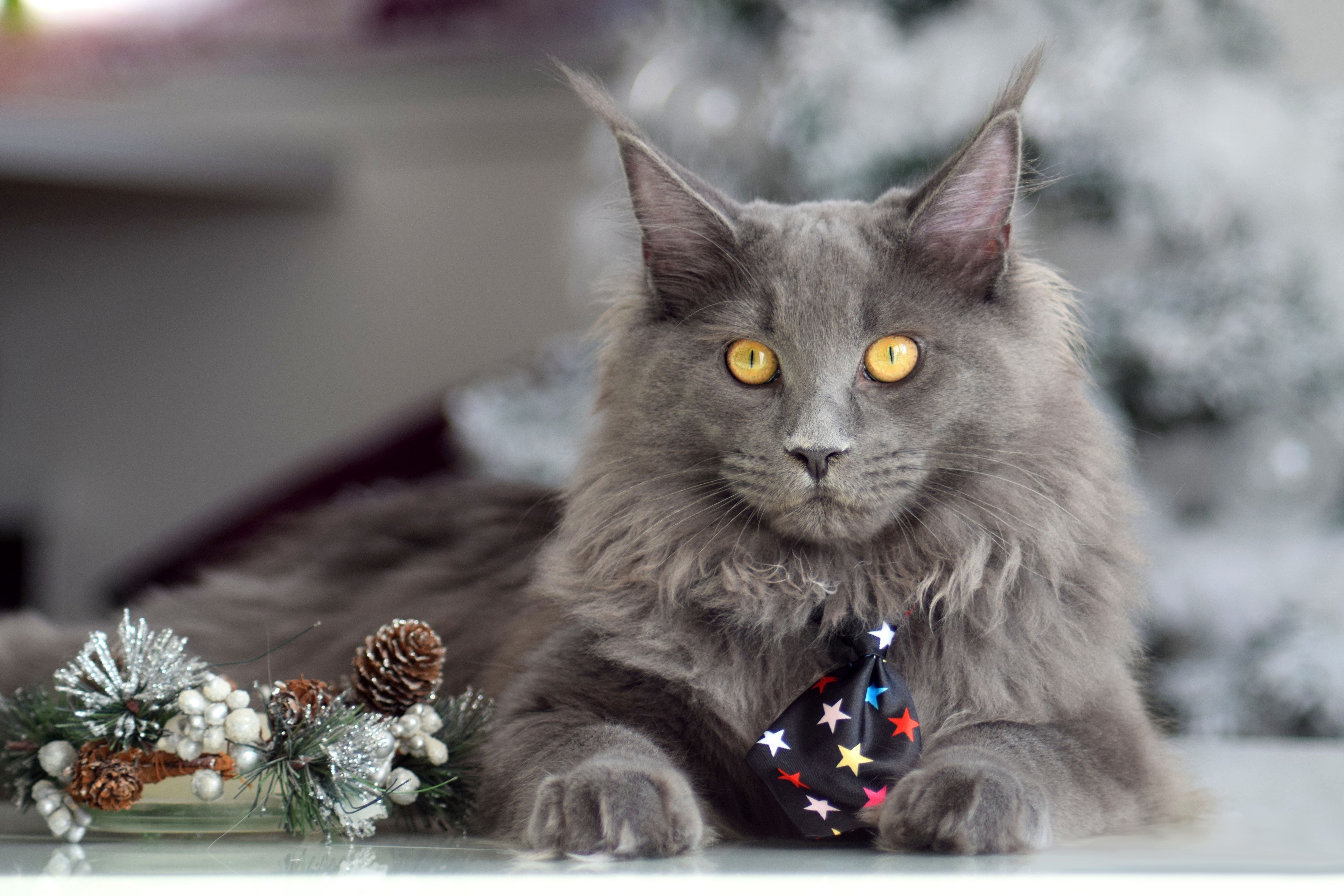 Maine Coon Cat with Festive Decoration HD Wallpaper