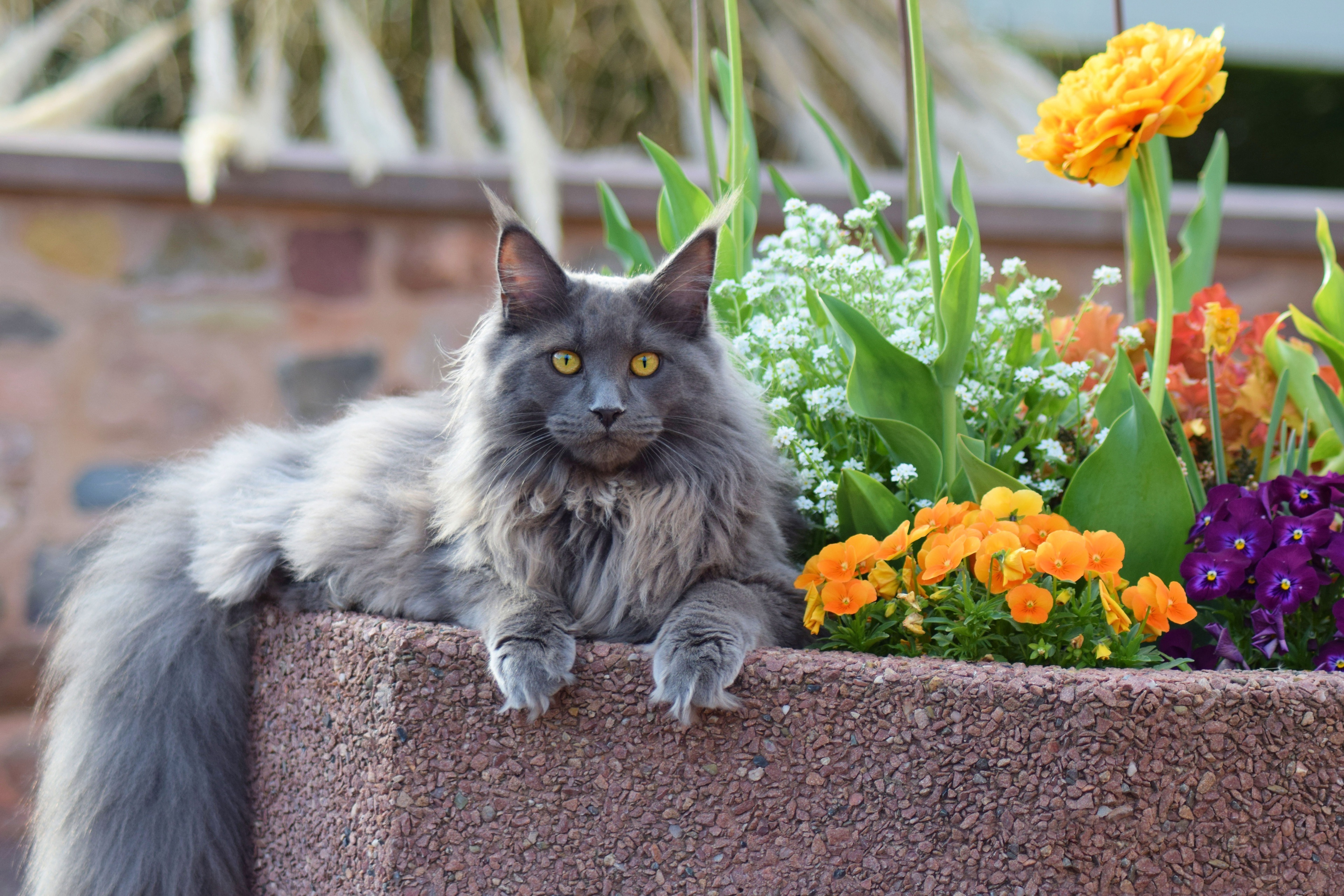 Gray Maine Coon Cat in Flower Planter 4K HD Wallpaper