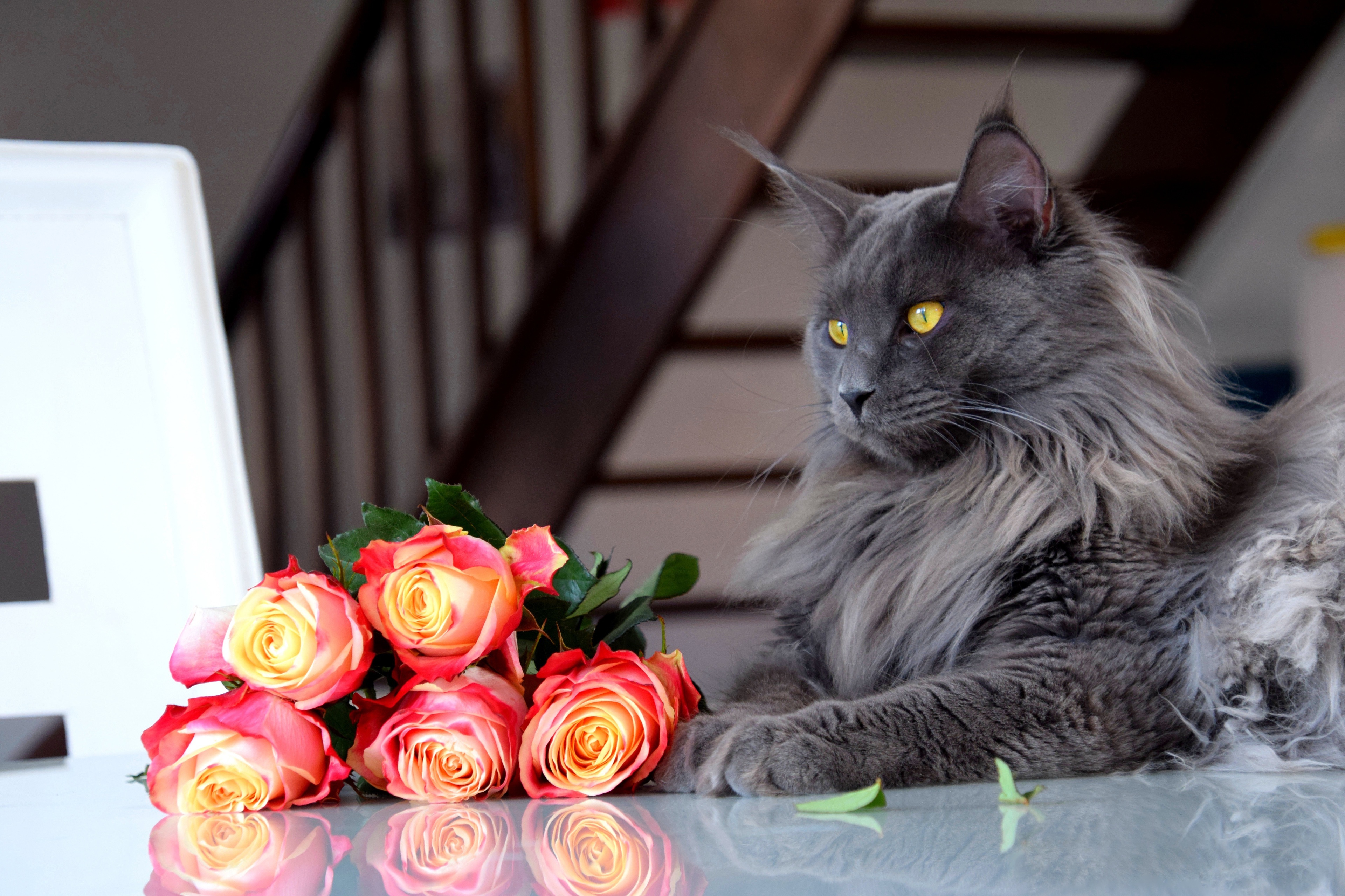 Maine Coon Cat with Roses HD Wallpaper