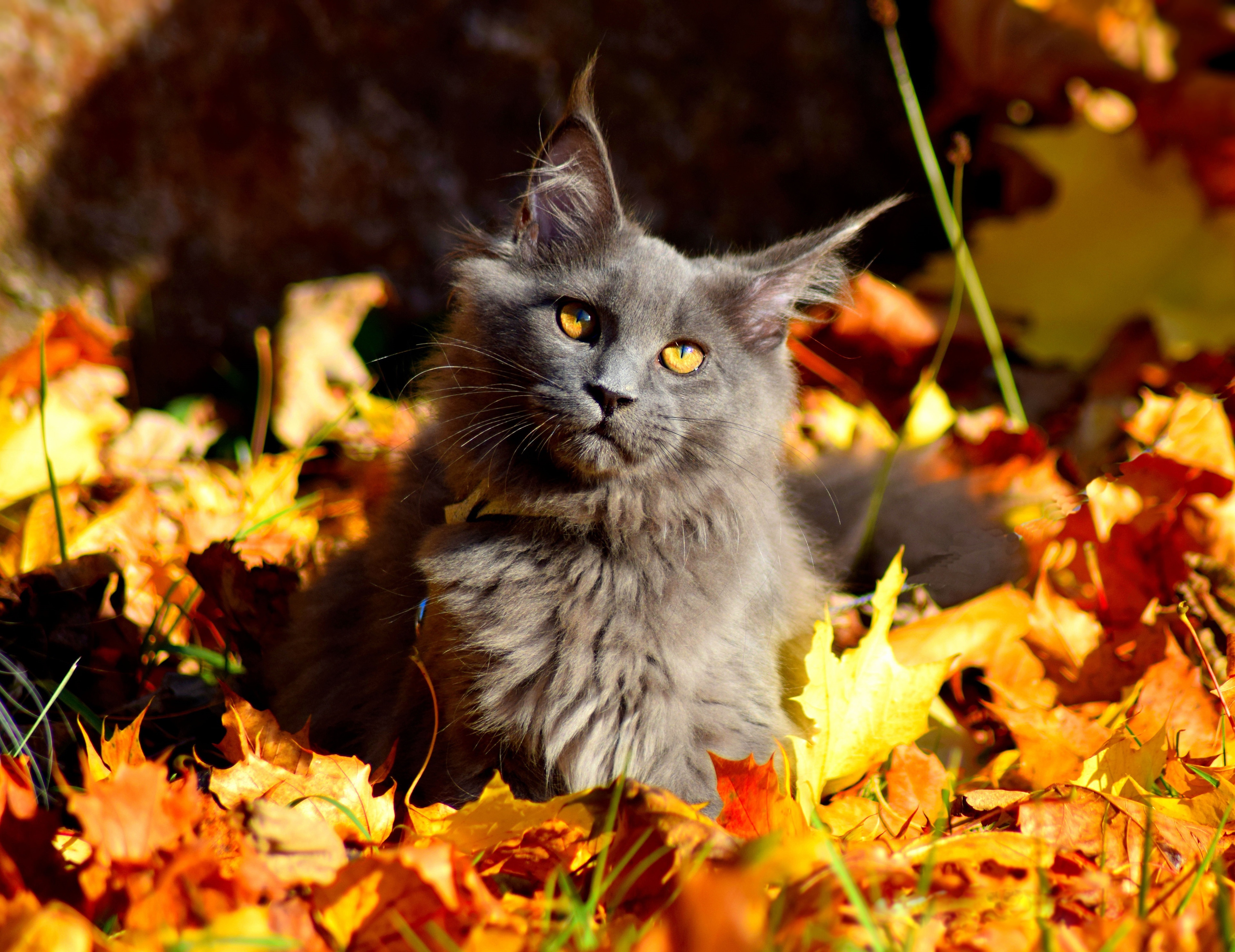 Maine Coon cat sitting in autumn leaves 4K HD Wallpaper