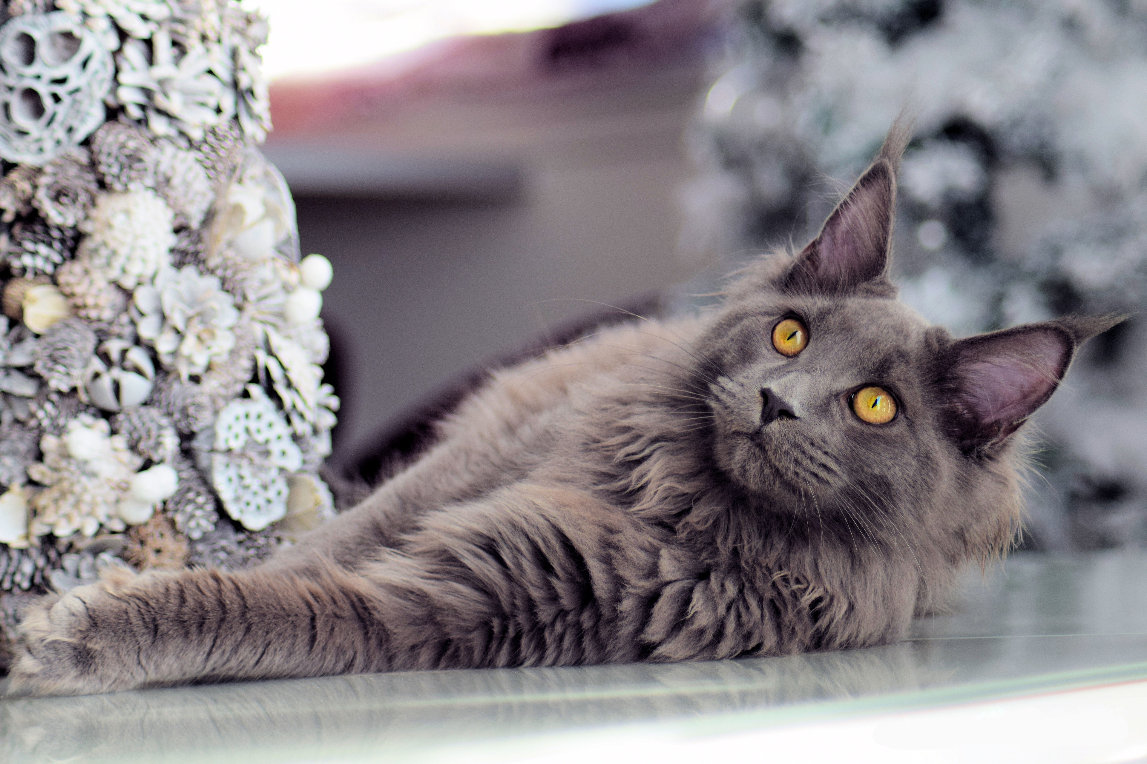 Maine Coon cat with yellow eyes HD Wallpaper