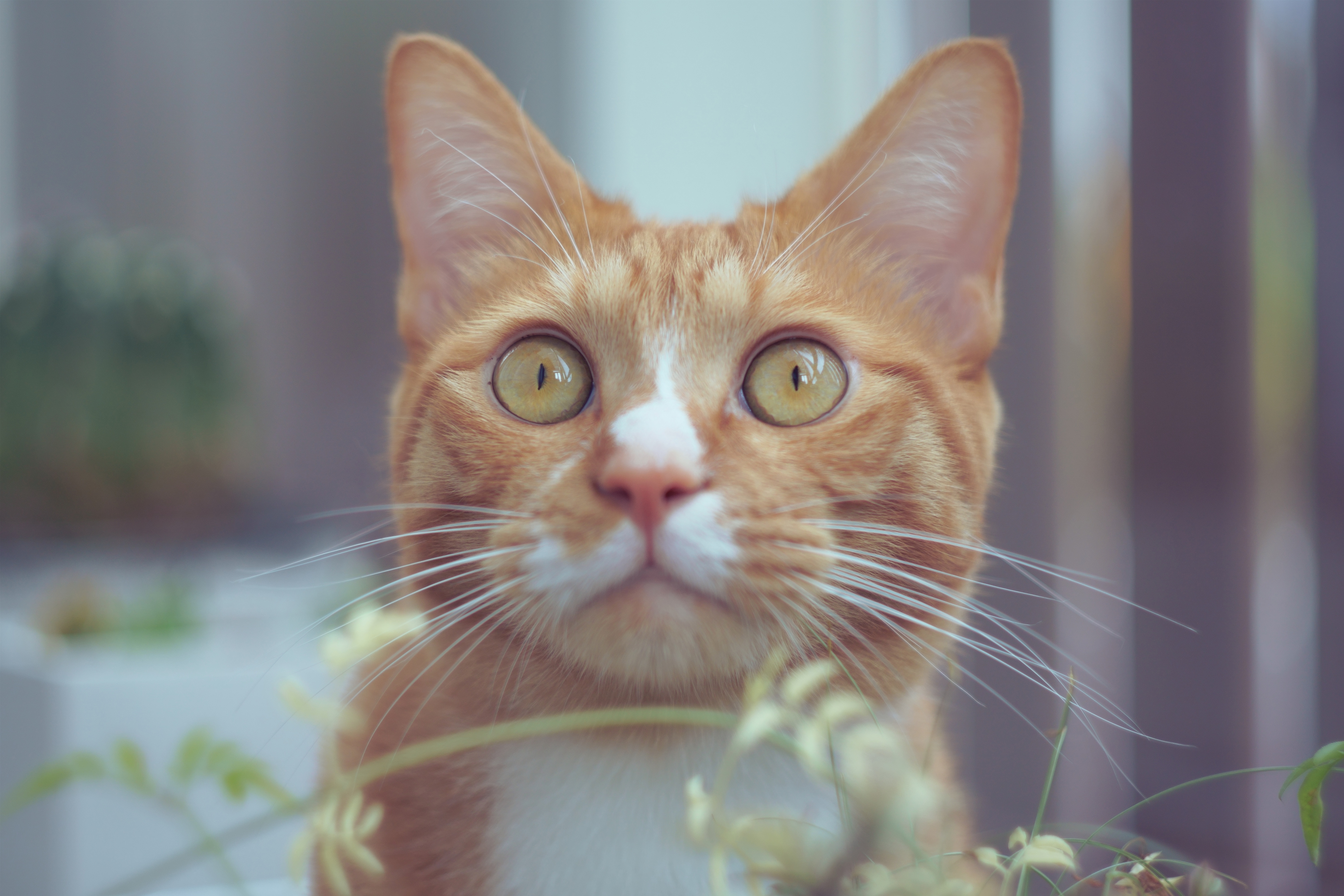 Orange tabby cat with green eyes HD Wallpaper